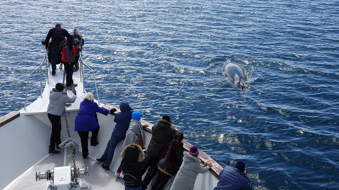 Sailing with Giants: Whale Watching from Reykjavik - photo 11