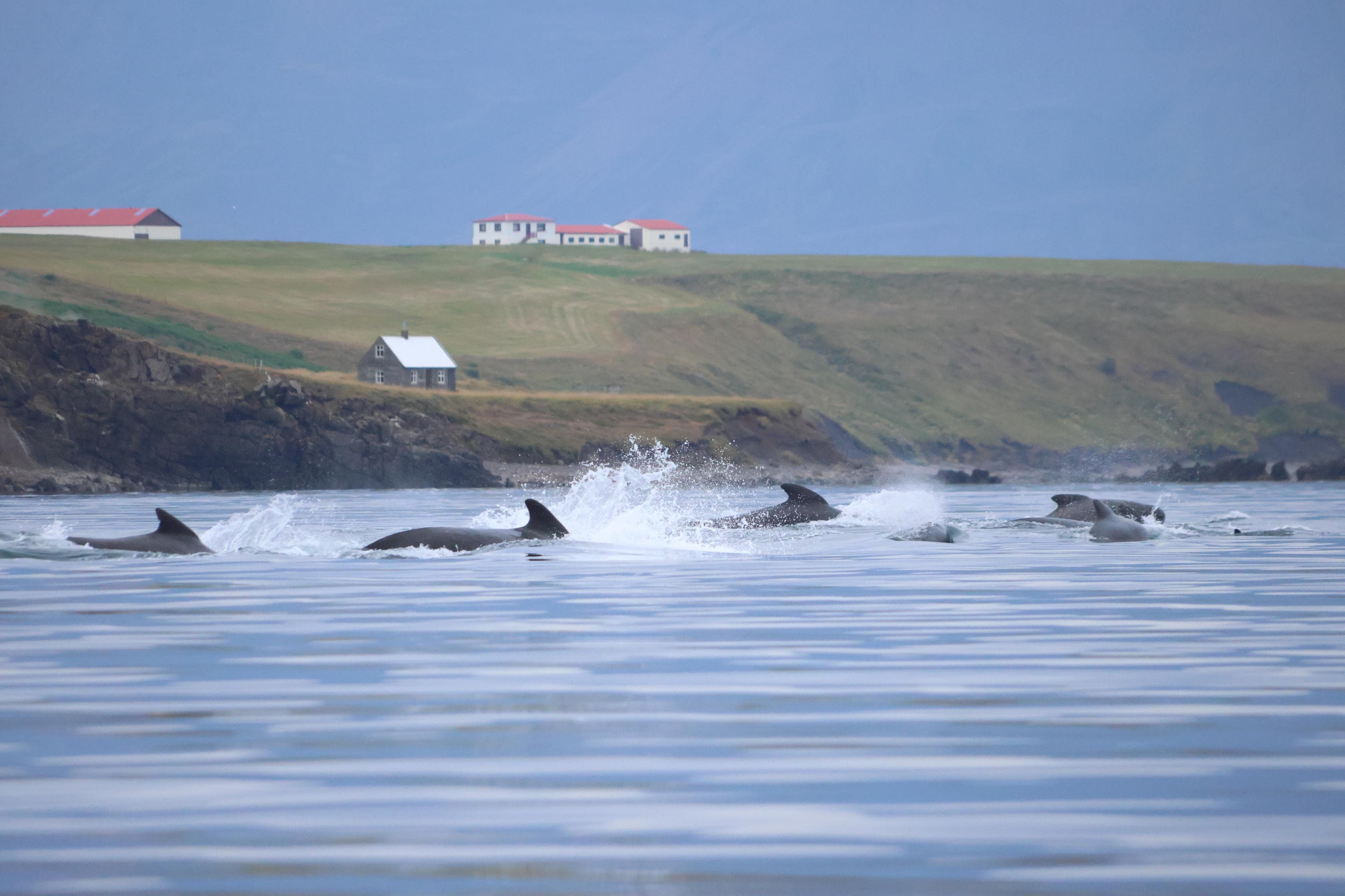 Akureyri Classic Whale Watching - photo 13