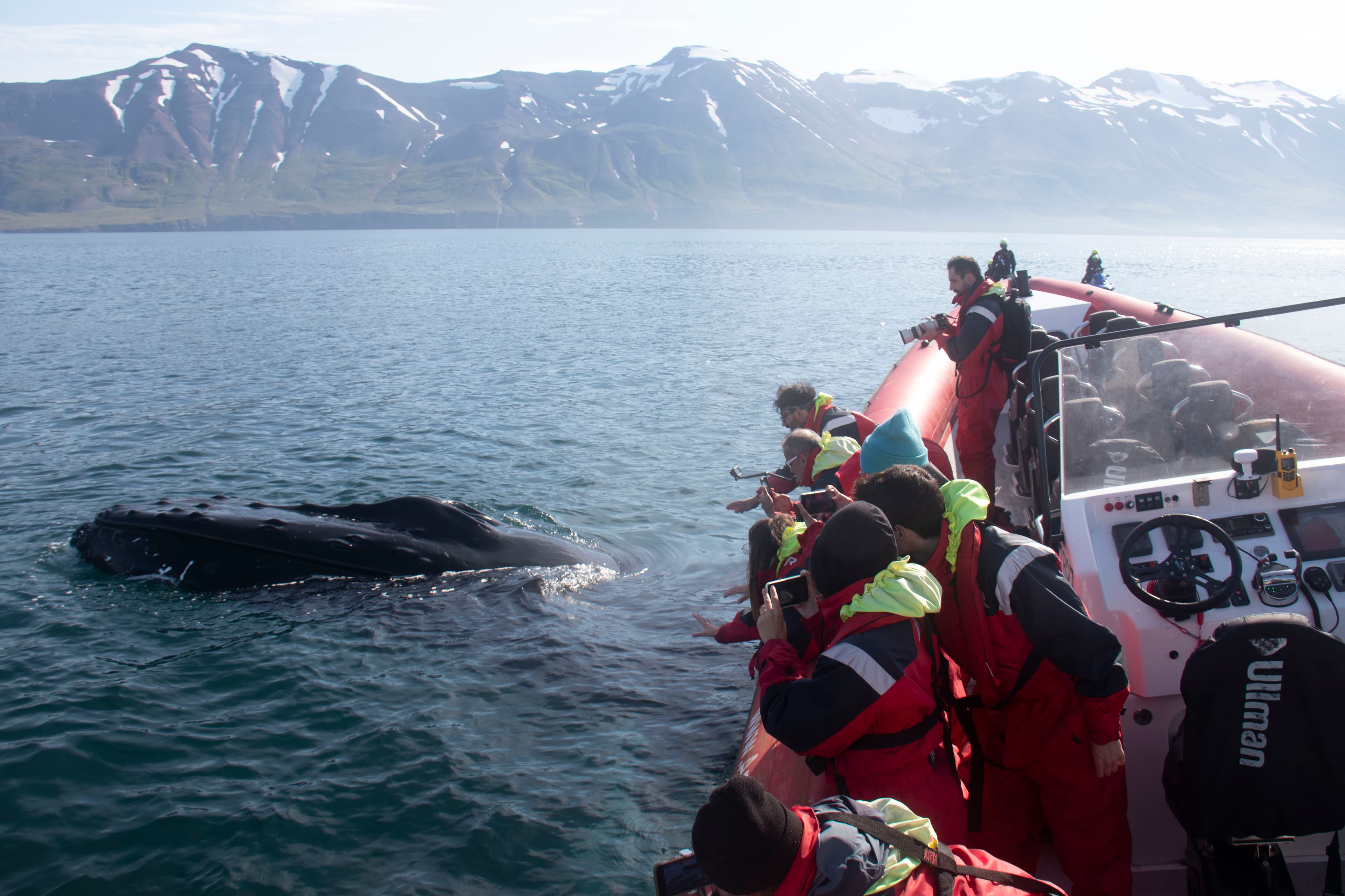 Express Whale Watching From Dalvík - photo 2