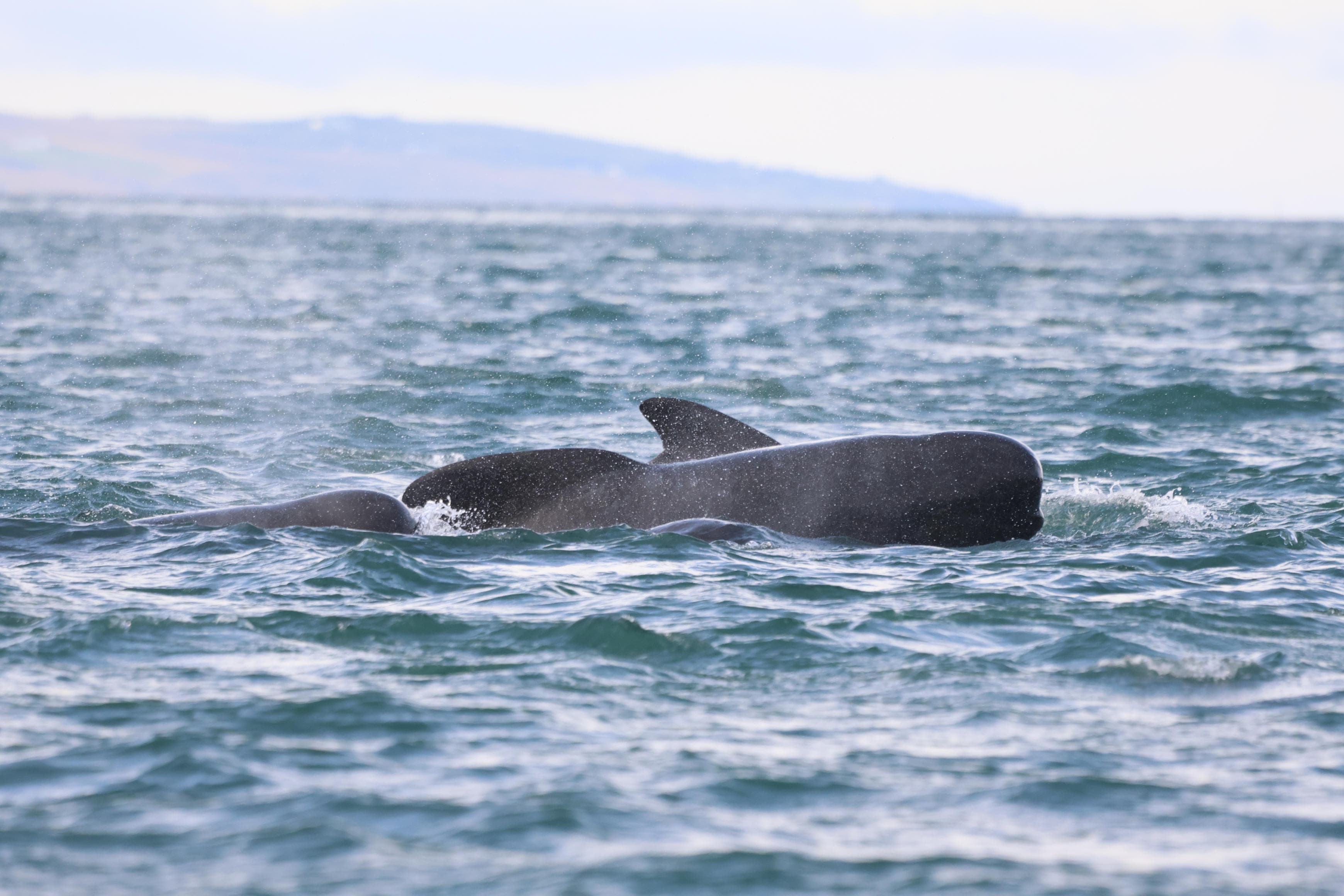 Akureyri Express Whales & Eyjafjord - photo 18