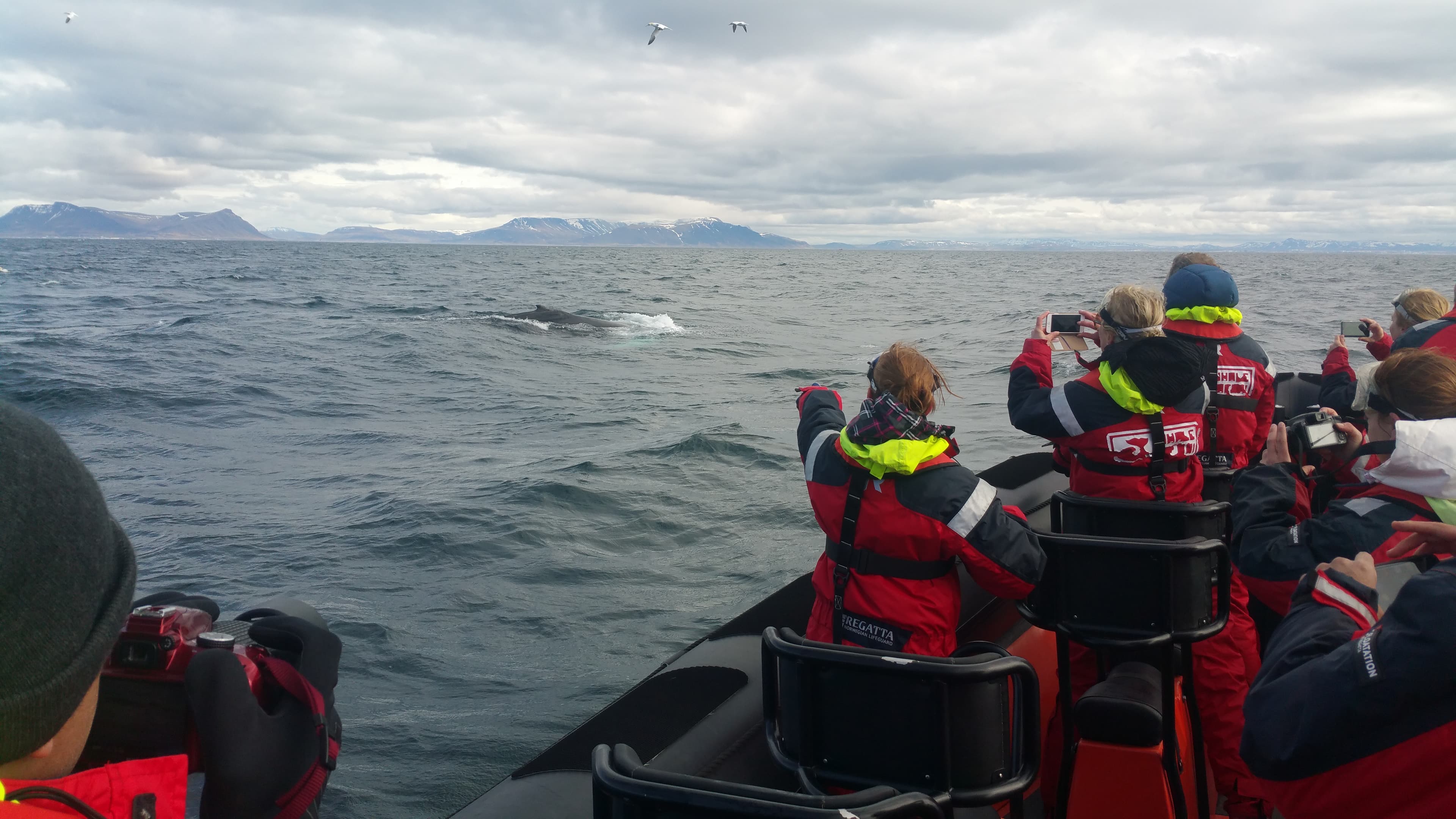 Whales, Puffins & Reykjavík - photo 13