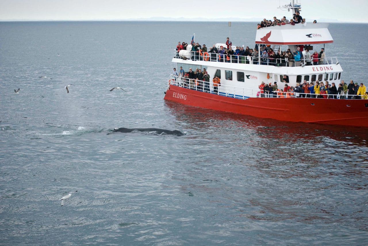 Reykjavík Whales & Horses - photo 9