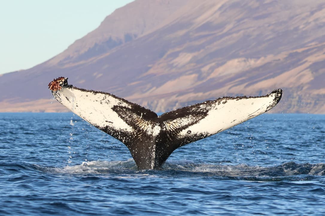 Express Whale Watching From Dalvík - photo 12
