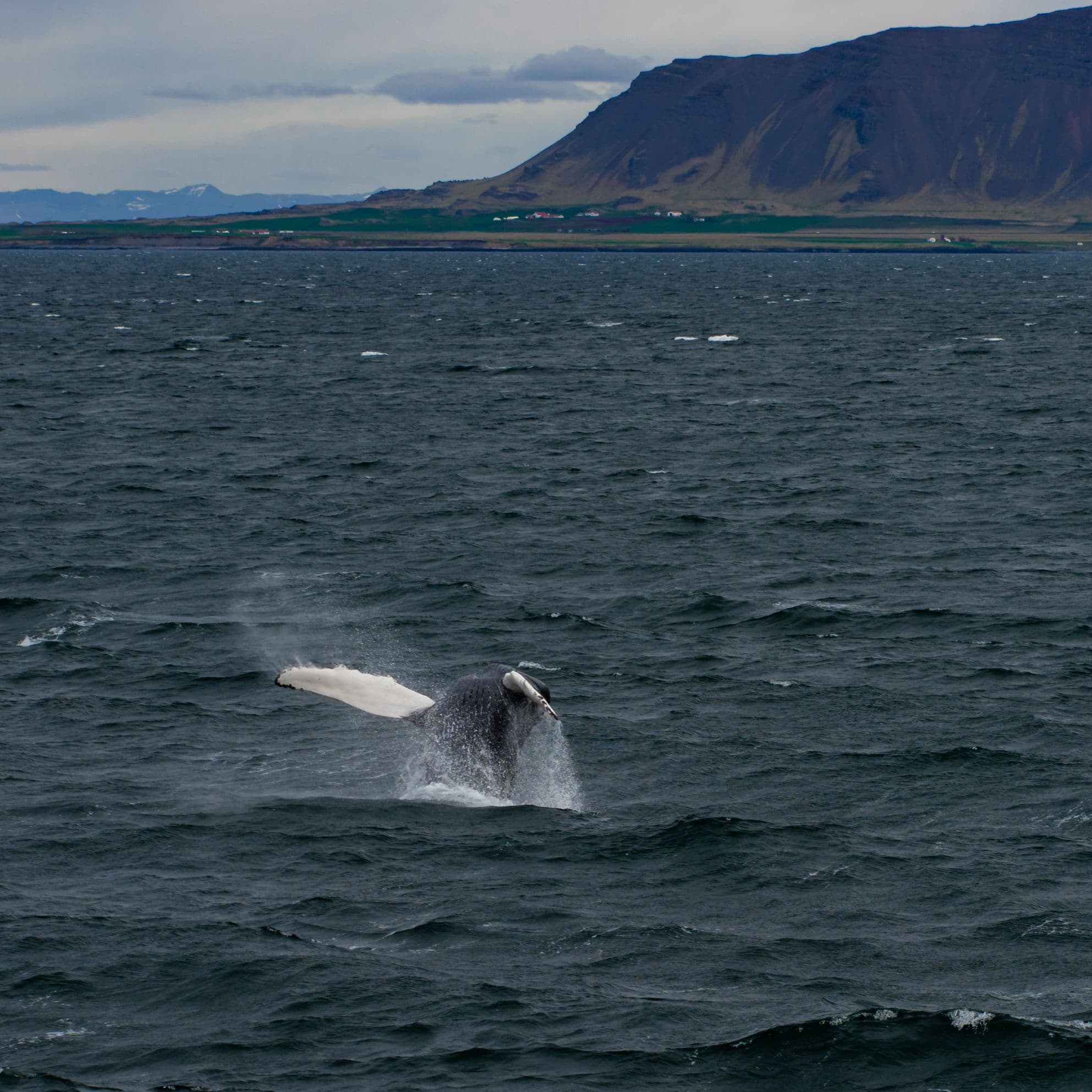 Whale Watching tour from Reykjavik - photo 87