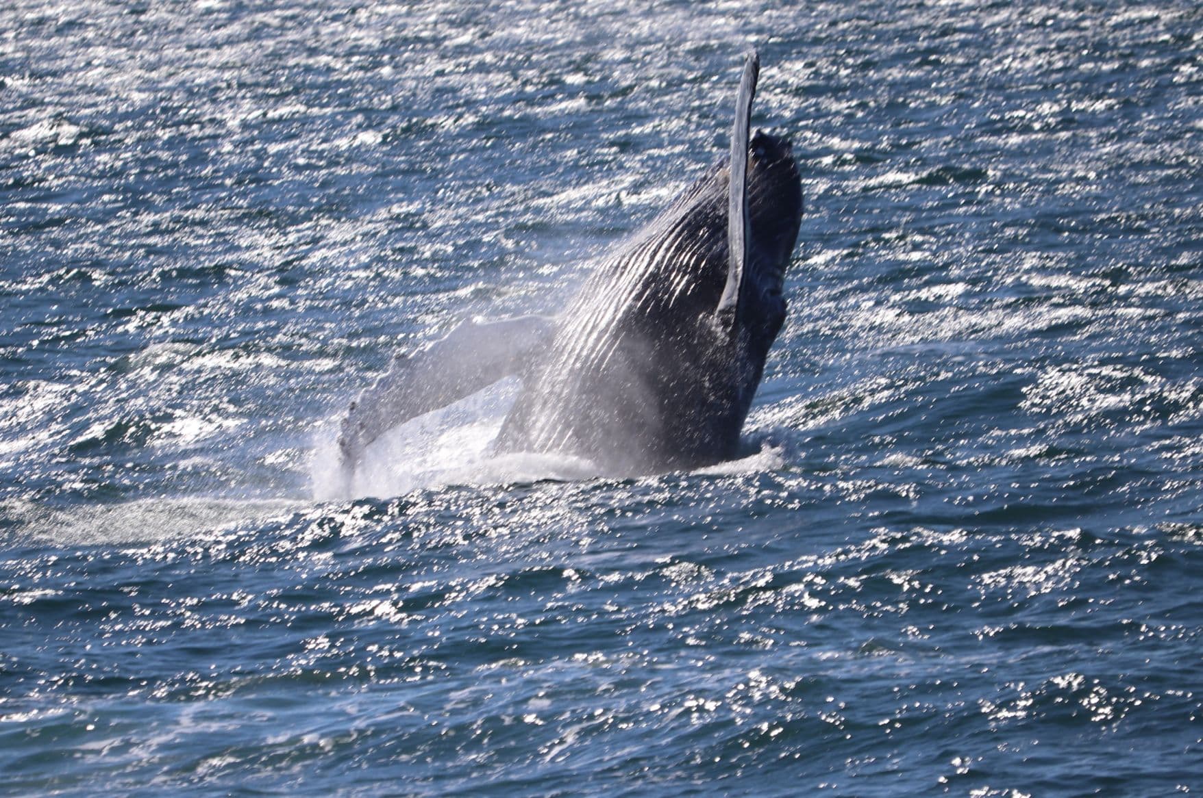 Whale Watching & Lava Show Reykjavik: Nature's Breathtaking Spectacle - photo 18
