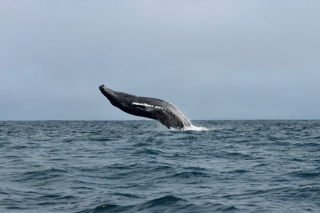 Express Whale Watching From Dalvík - photo 15
