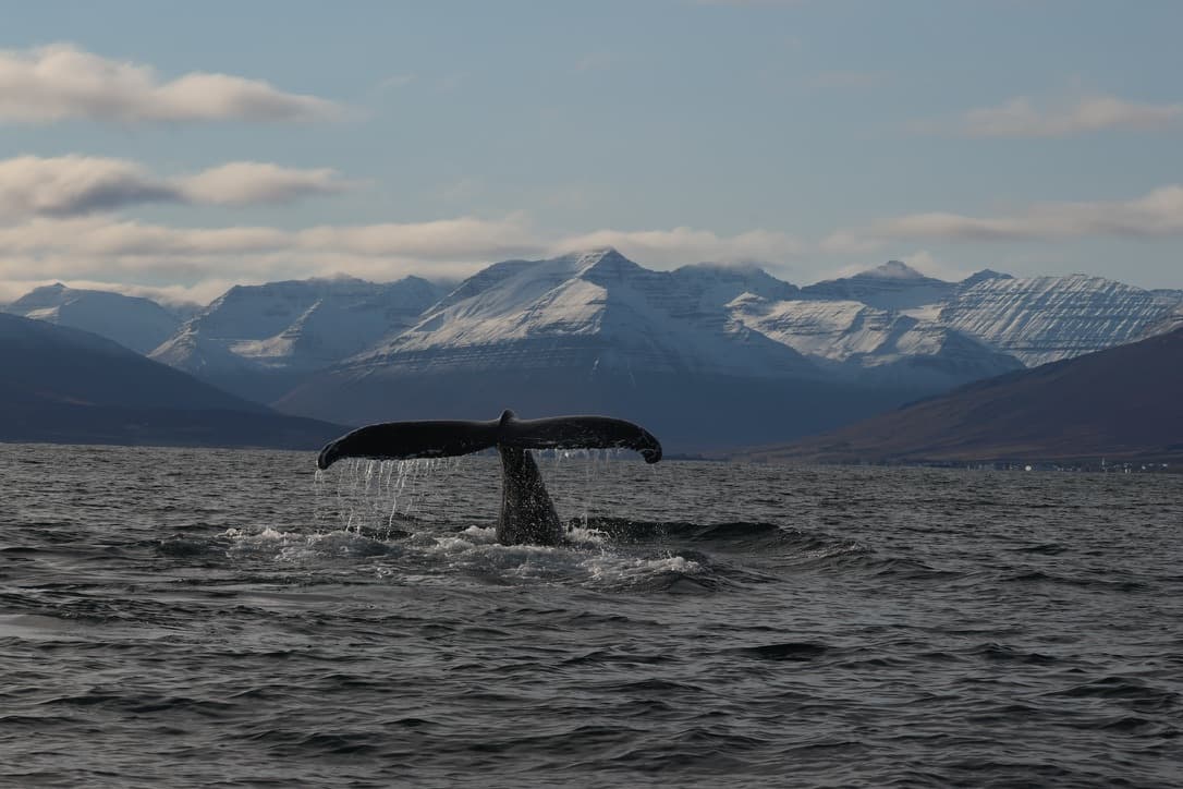 Classic Whale Watching from Dalvík - photo 16