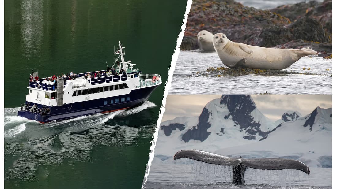 Whales & Waves: An Epic Marine Adventure Tour