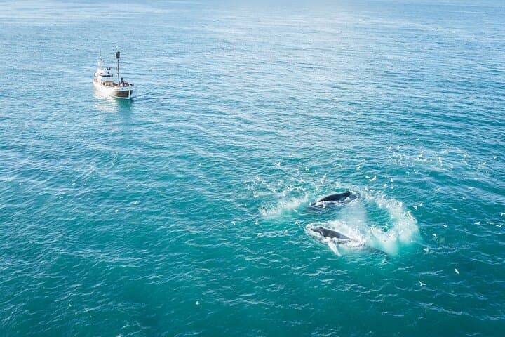 Húsavík Original Whale Watching - photo 8