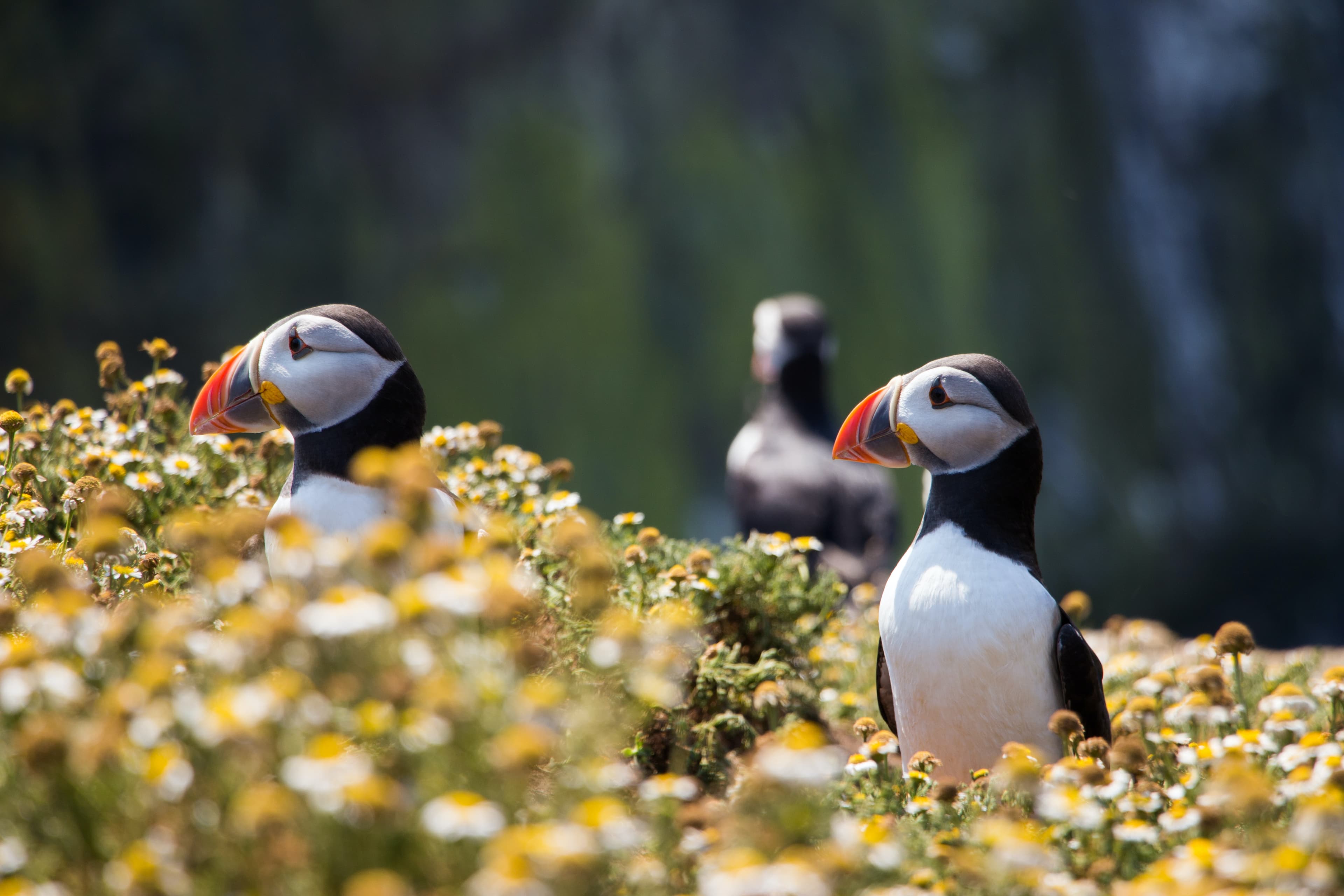 Puffins & People: A Reykjavik City & Boat Adventure