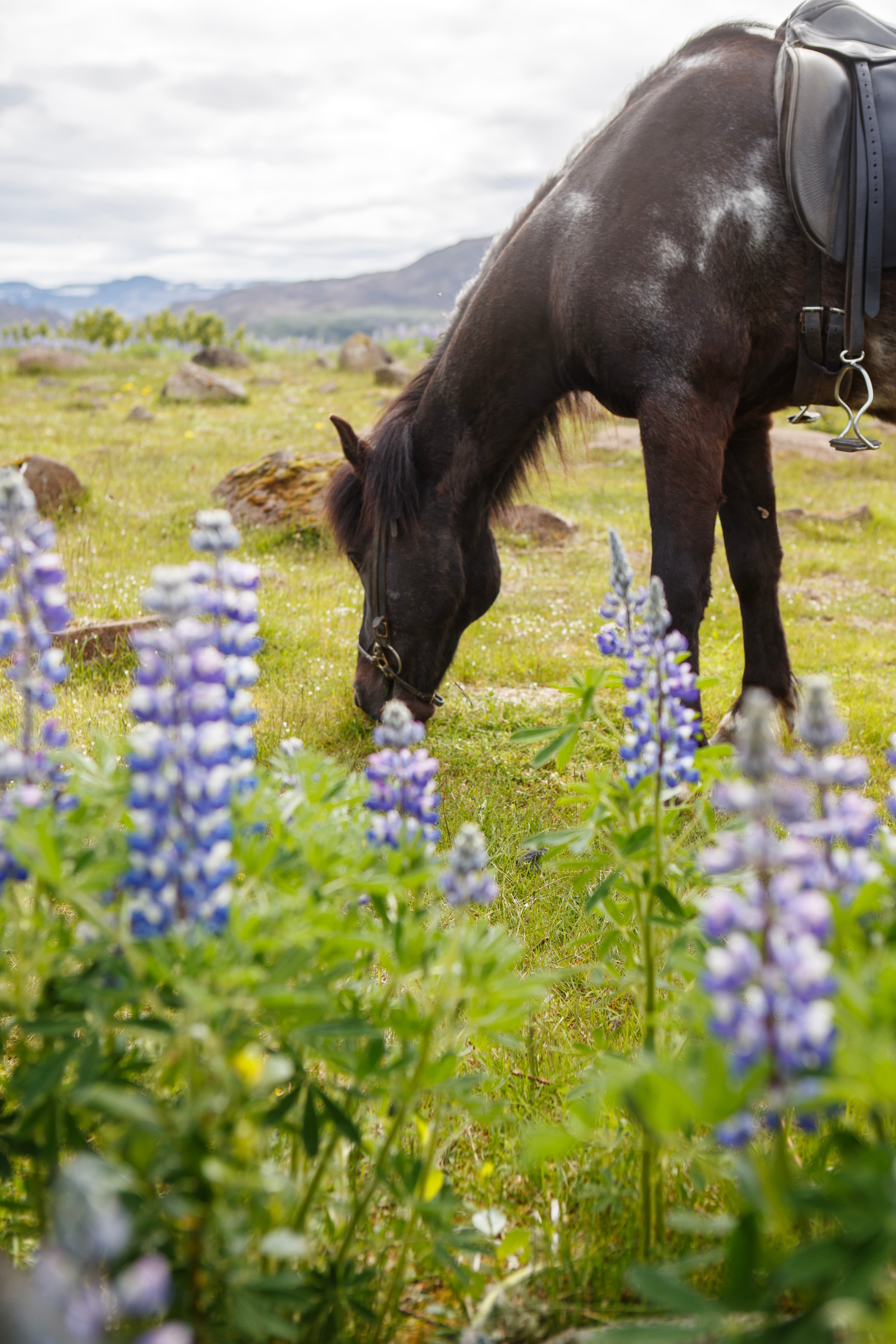 Reykjavík Whales & Horses - photo 4