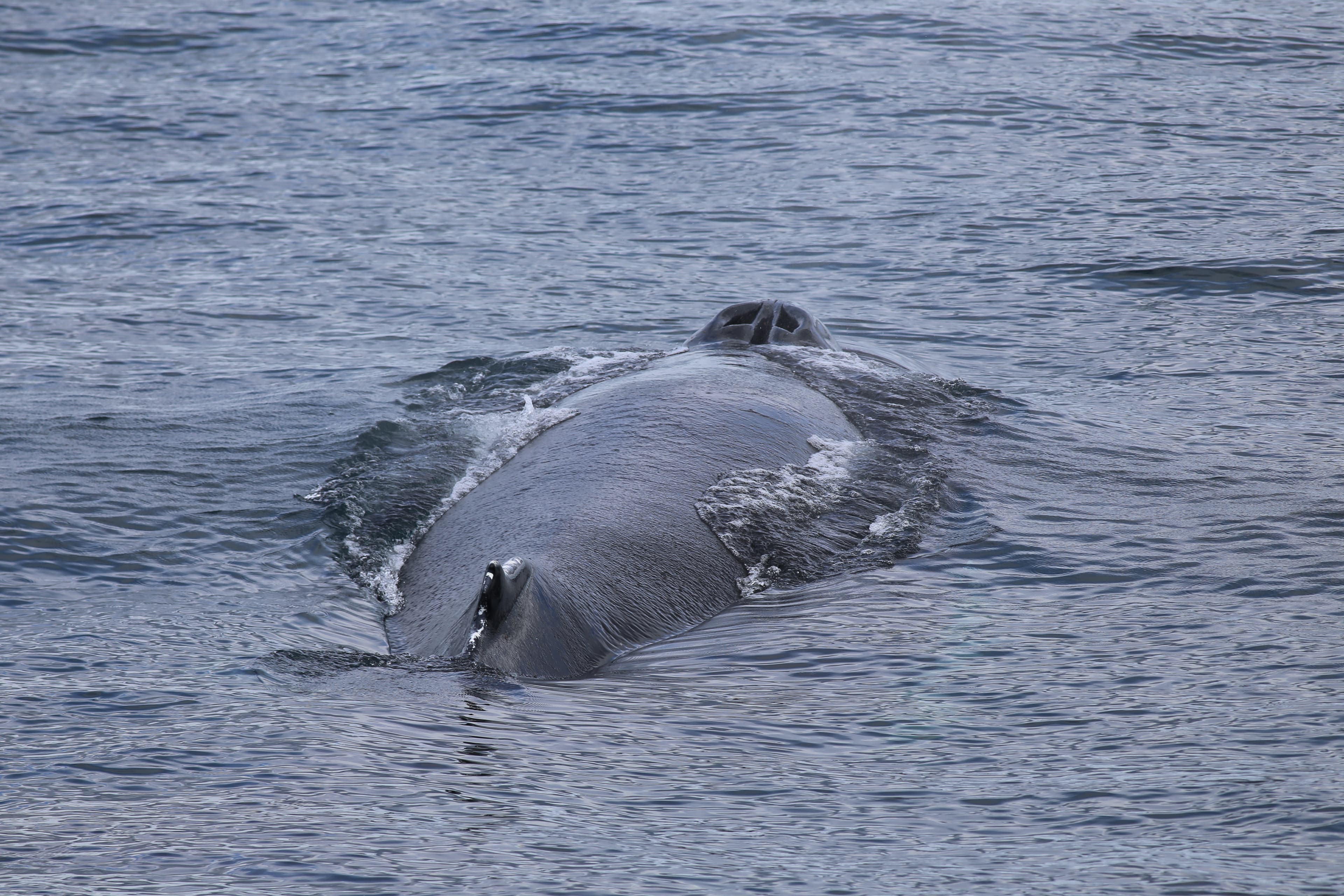 Whale Watching Excursion from Reykjavik & Whales of Iceland Exhibition: Explore the Sea's Giants - photo 50