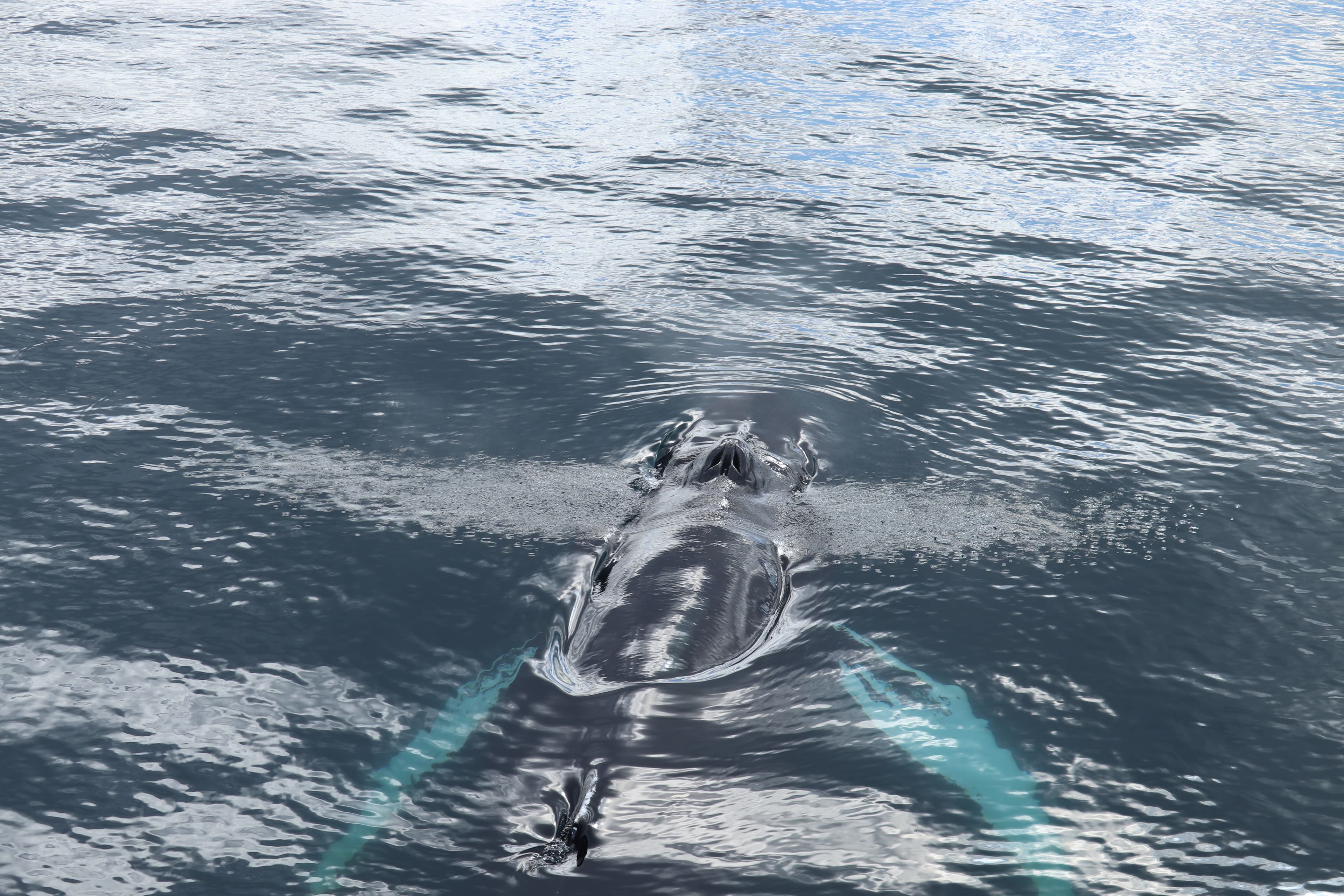 Whale Watching Excursion from Reykjavik & Whales of Iceland Exhibition: Explore the Sea's Giants - photo 54