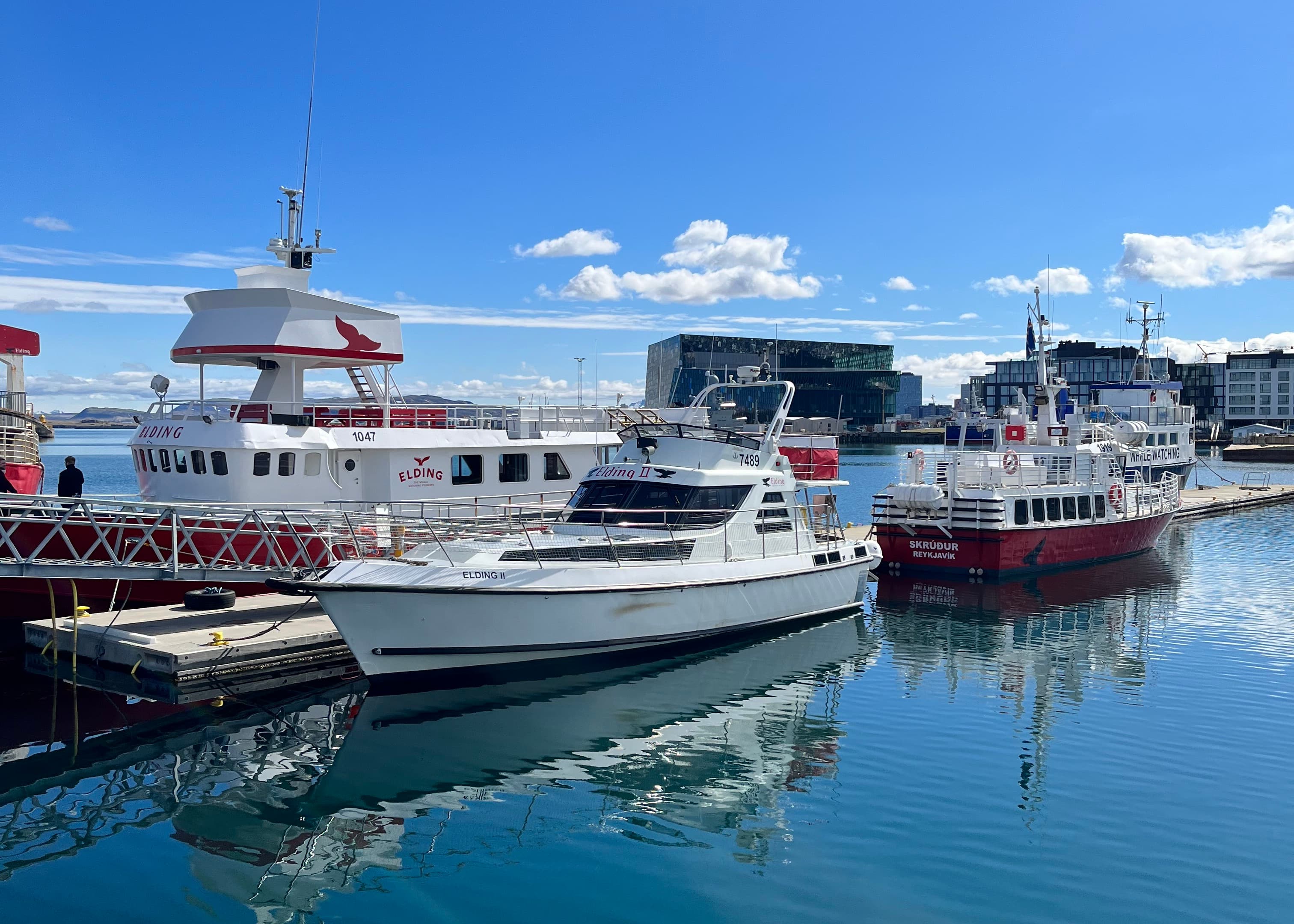 Reykjavík Classic Puffin Watching - photo 29