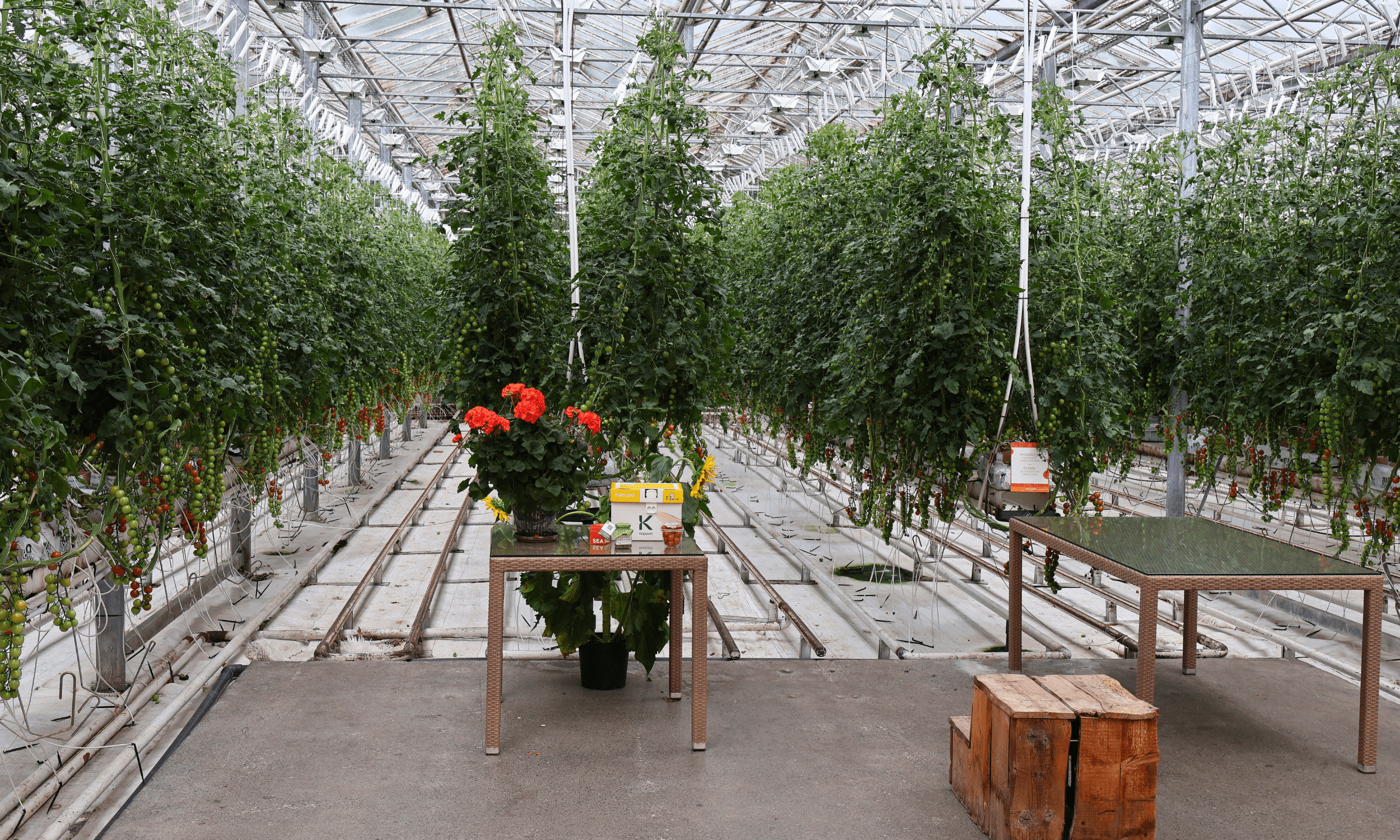 Private Golden Circle Classic Tour with Kerið Crater and Friðheimar Tomato Farm - photo 13