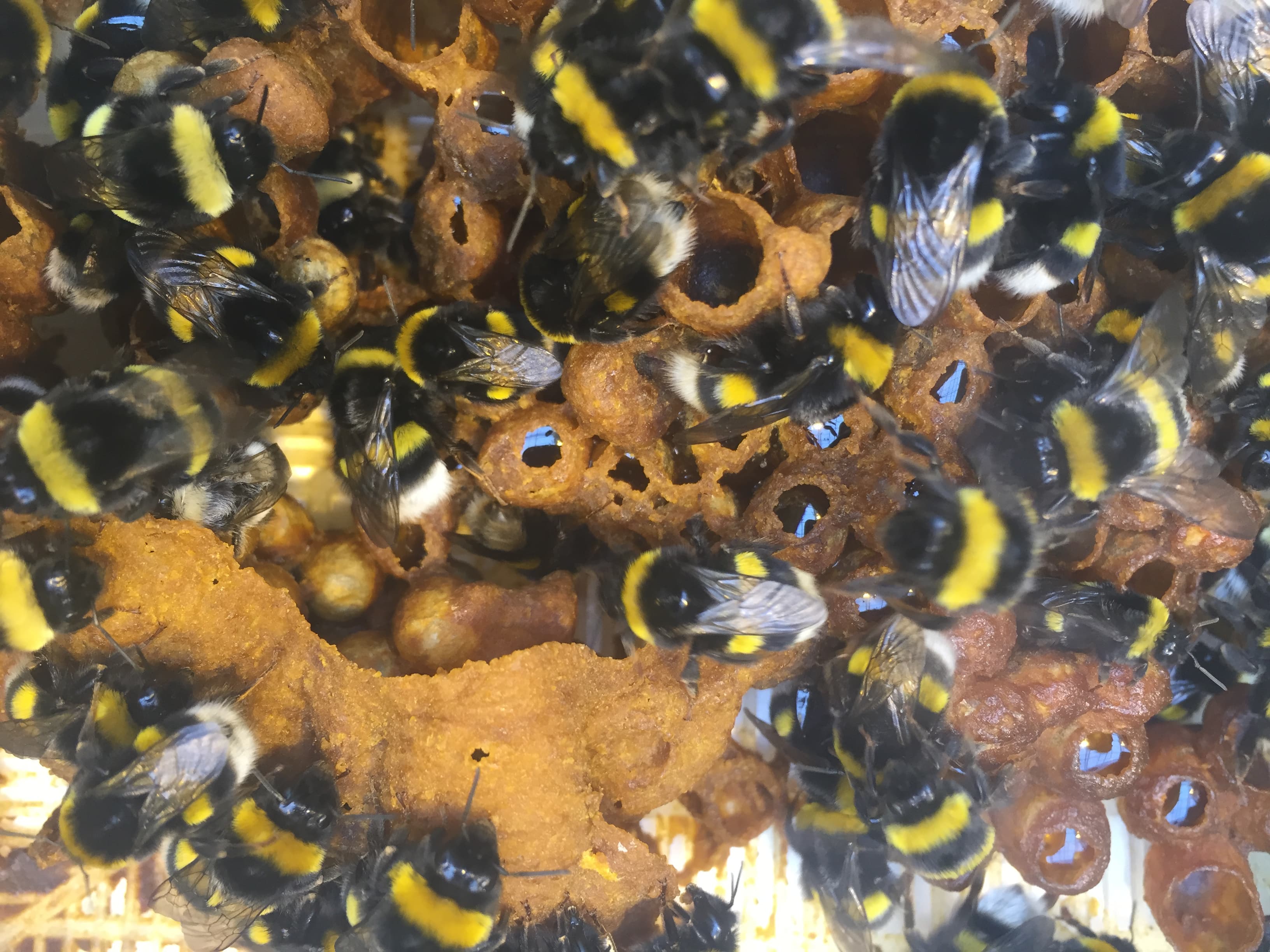 Golden Circle Small Group Tour with Friðheimar Farm Visit - photo 7