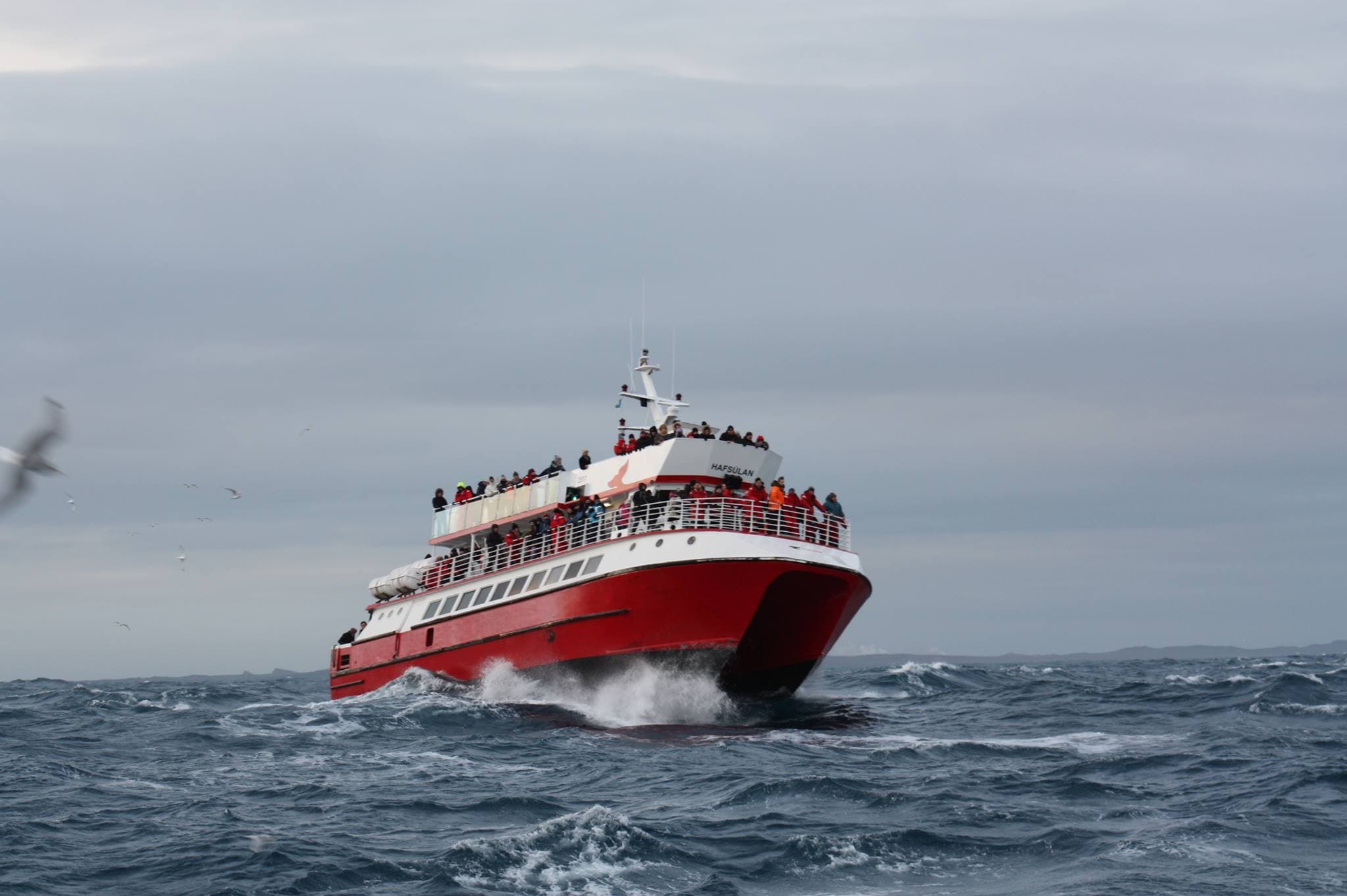 Reykjavík Classic Whale Watching without pickup - photo 16