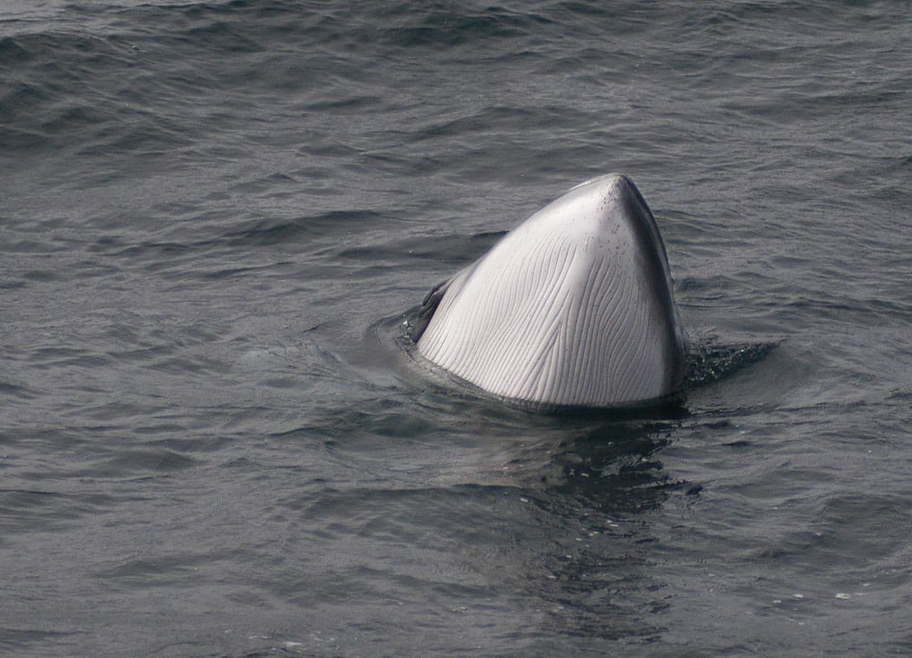 Whales & White Water Rafting - photo 3