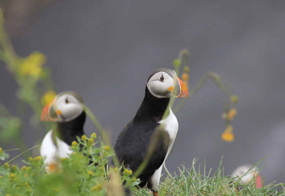 Reykjavík Whales & Puffins