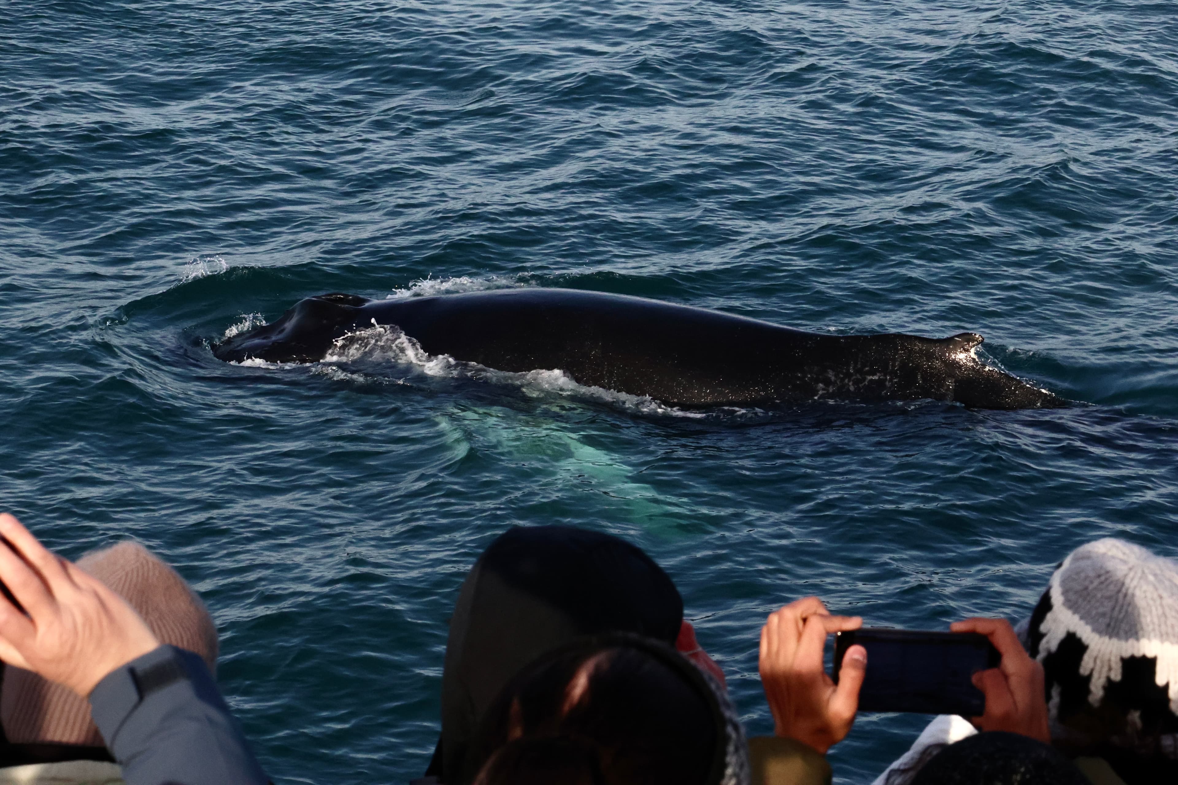 Reykjavík Whales & ATV - photo 5