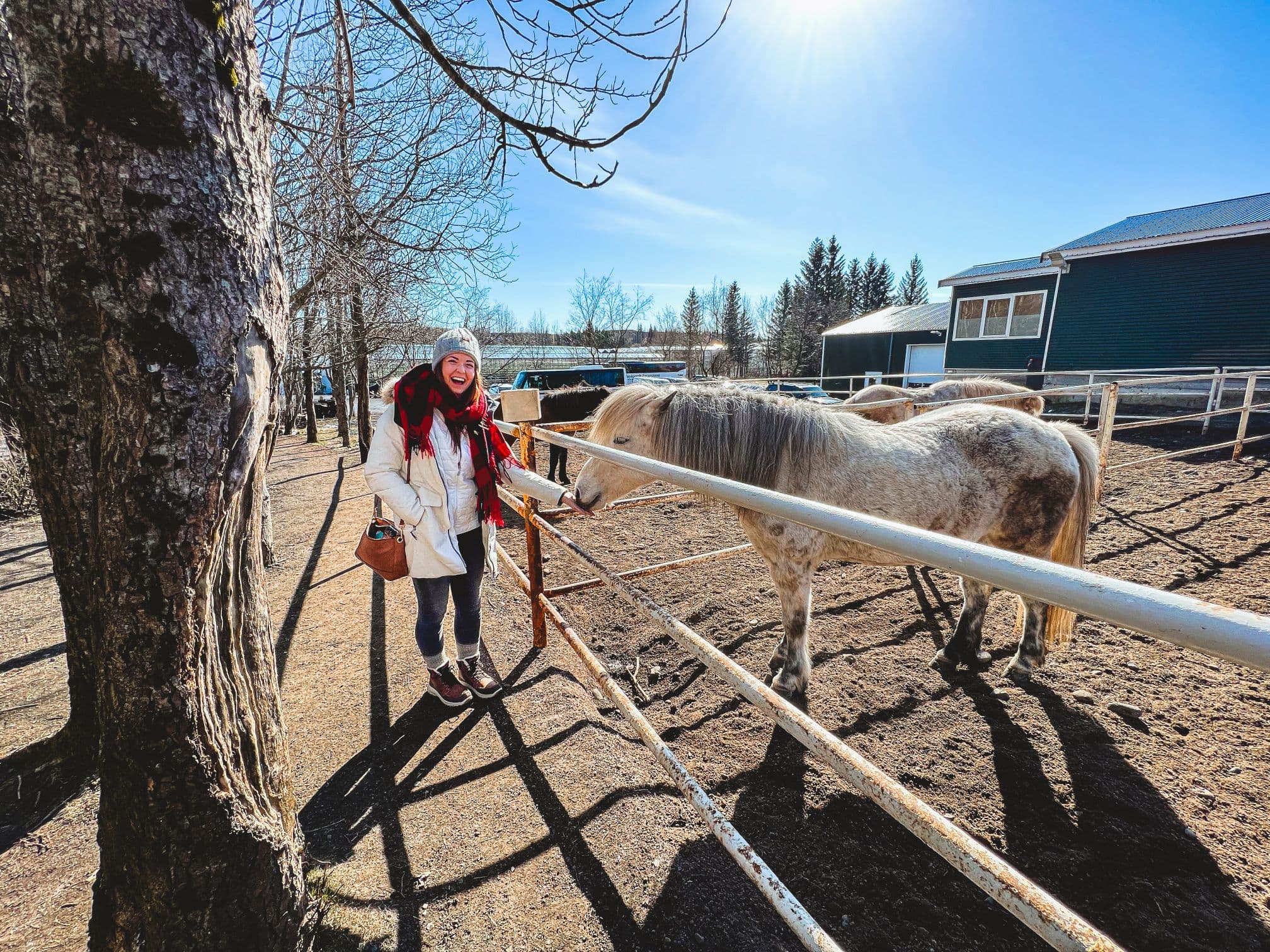Golden Circle, Silfra Snorkeling & Fridheimar Tomato Farm - with photos