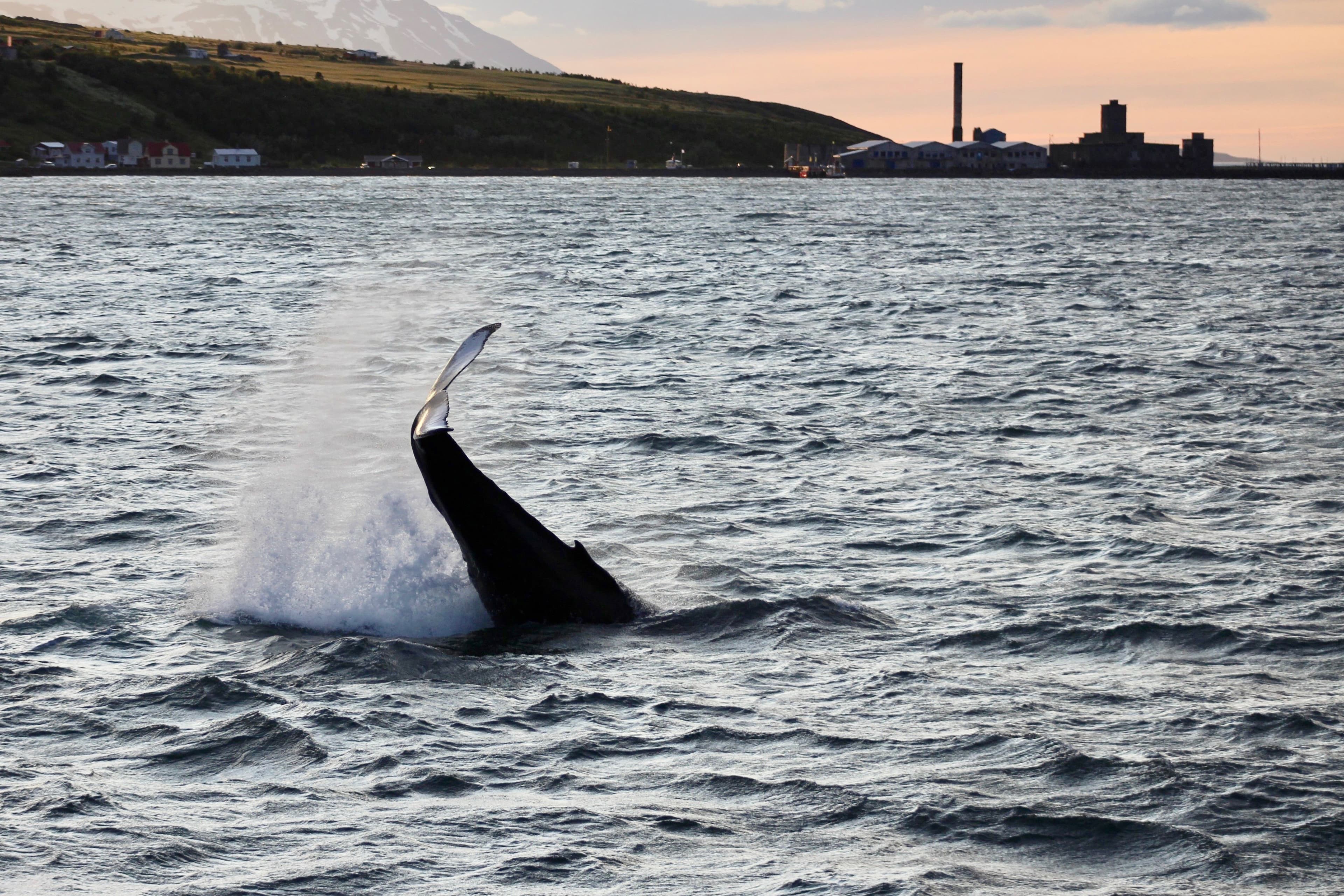Akureyri Classic Whales in the Midnight Sun - photo 13