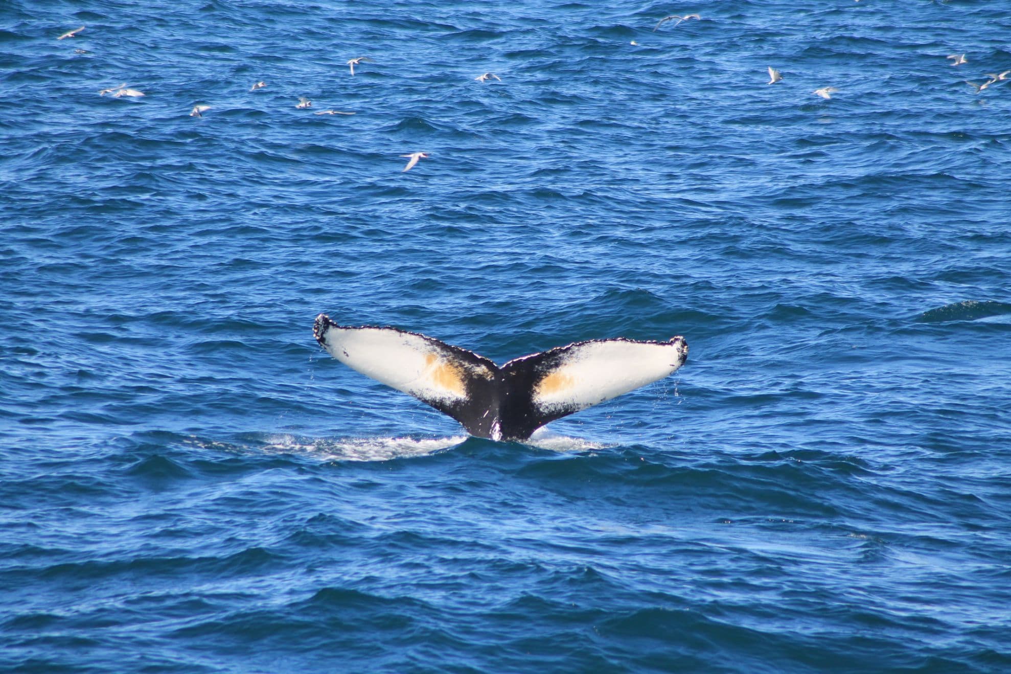 Whale Watching & Lava Show Reykjavik: Nature's Breathtaking Spectacle - photo 25