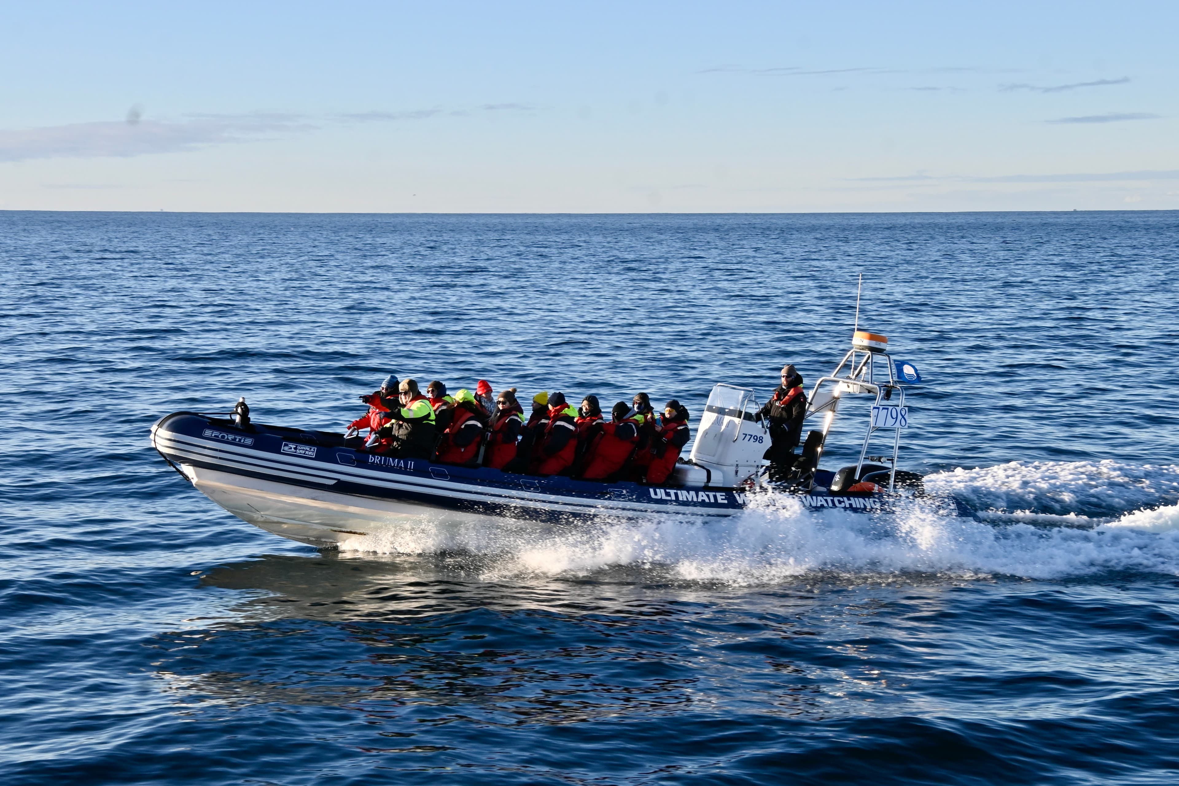 Reykjavík Premium Whale Watching