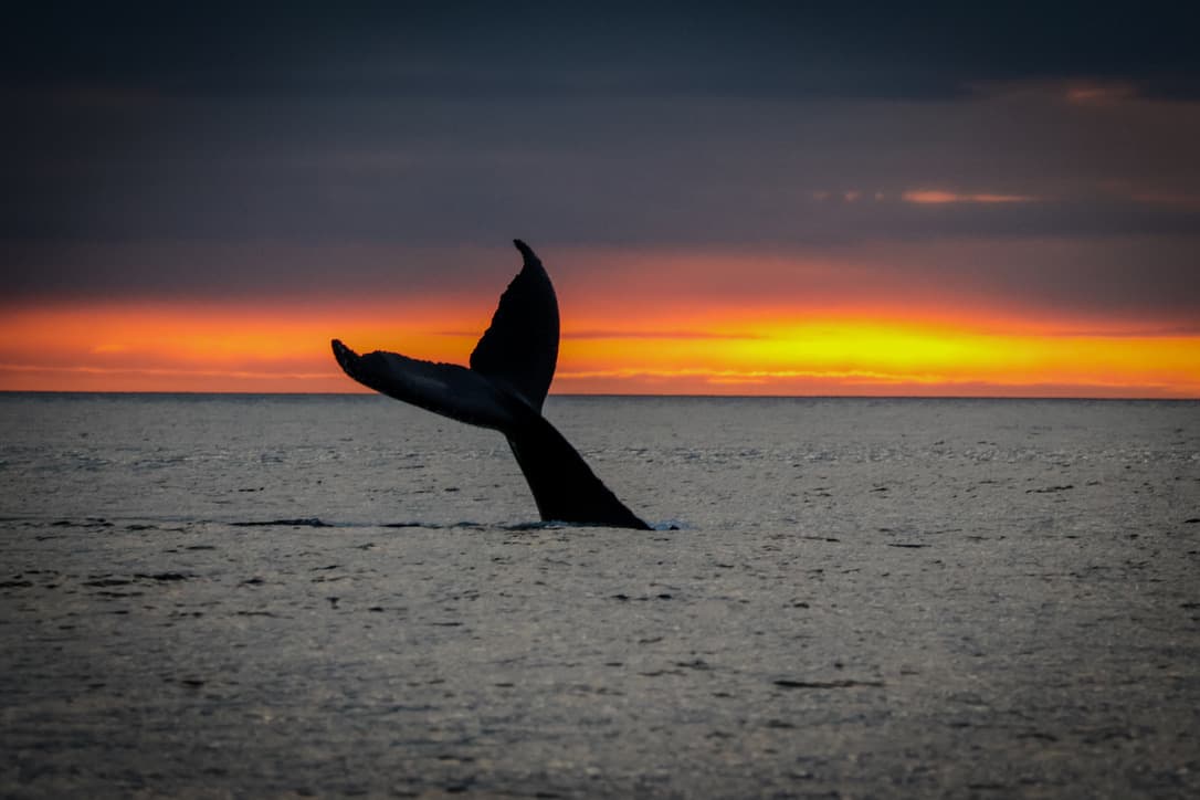 Midnight Sun Whale Watching