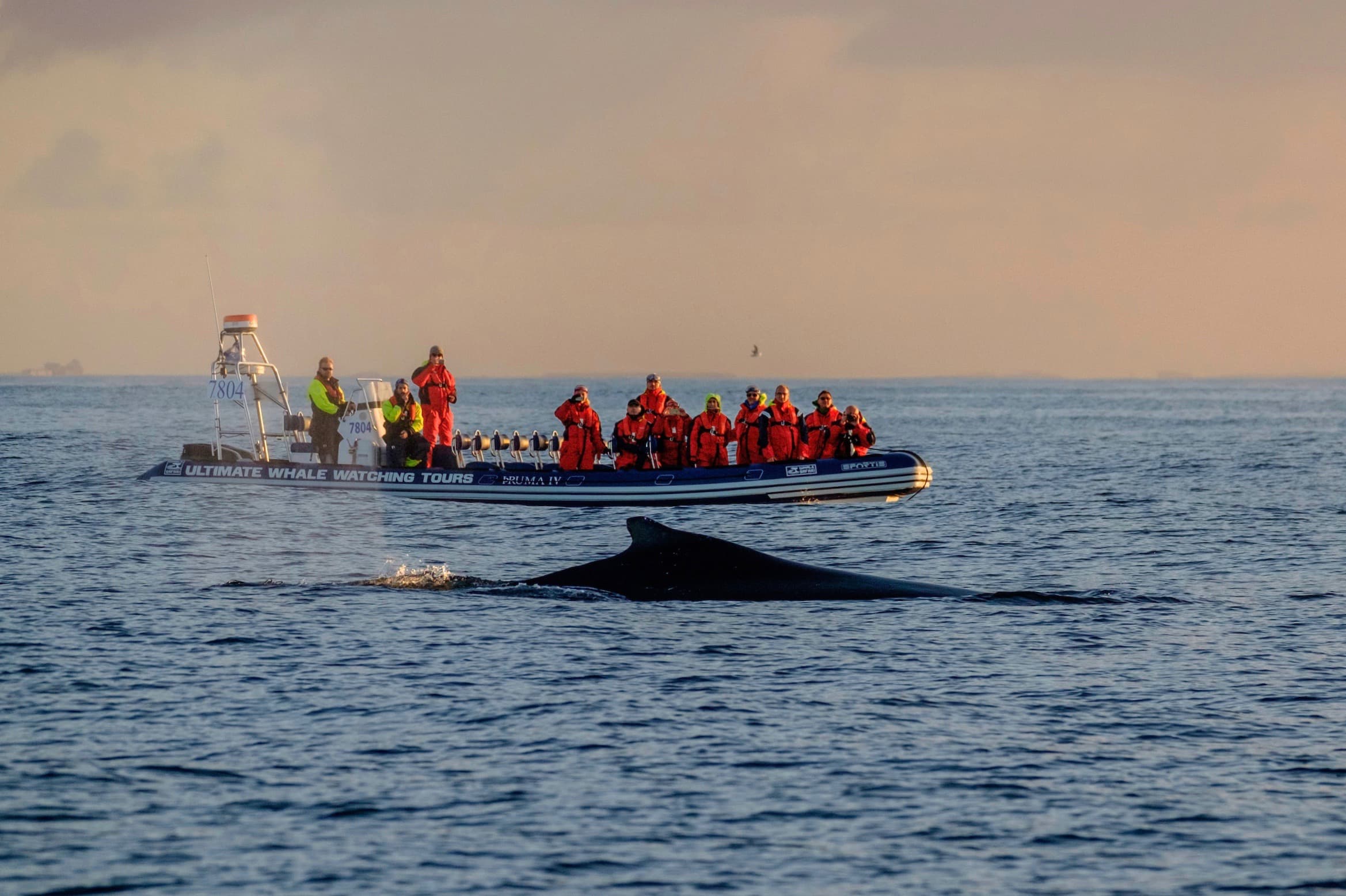 Akureyri Express Whales in the Midnight Sun - photo 15
