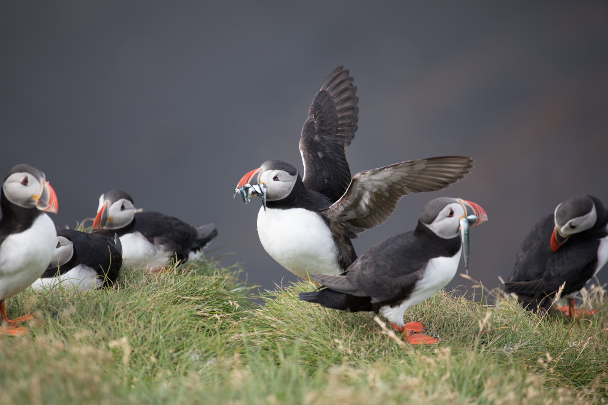 South Coast & Katla Ice cave