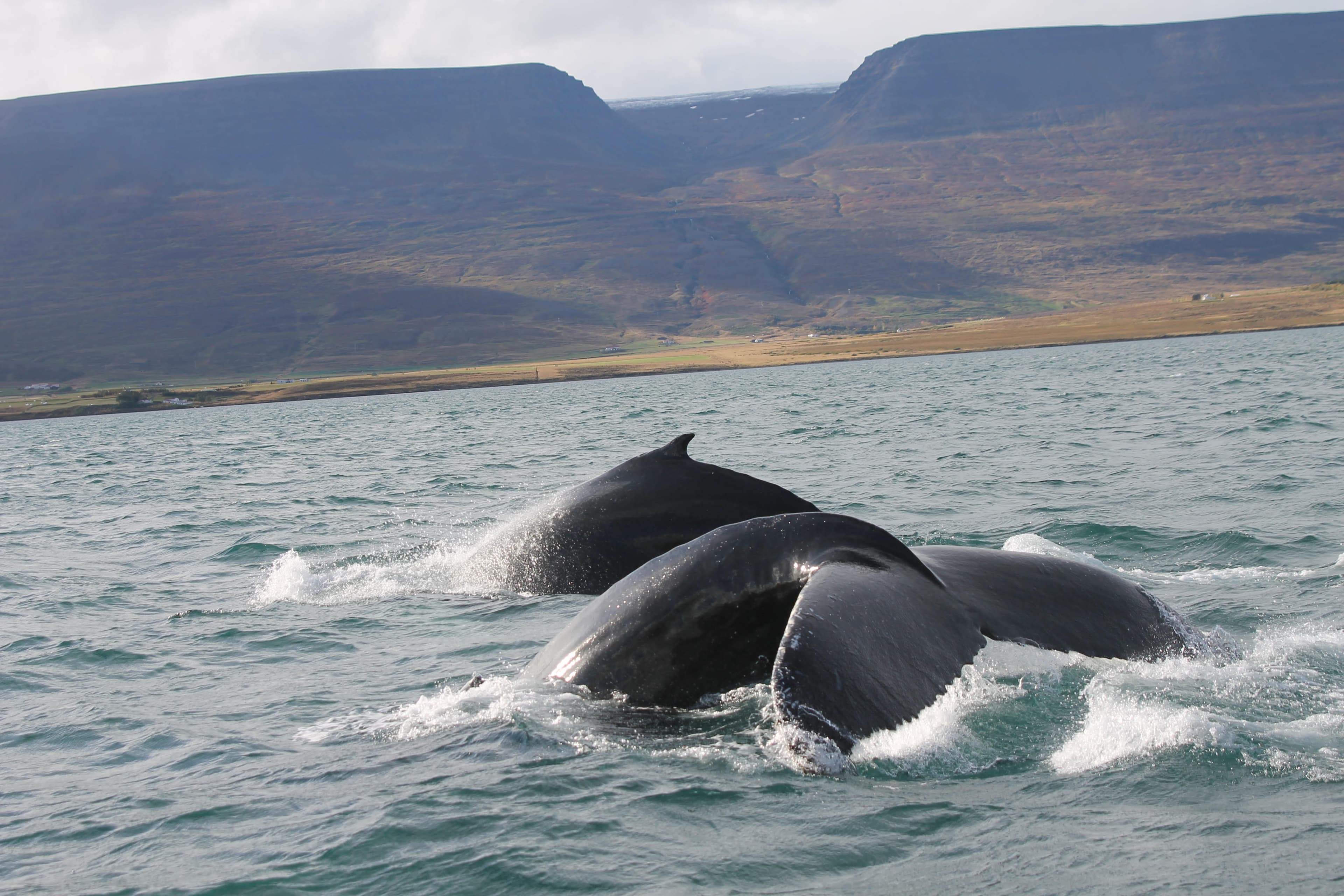 Combo Whale Watching and Goðafoss - photo 9