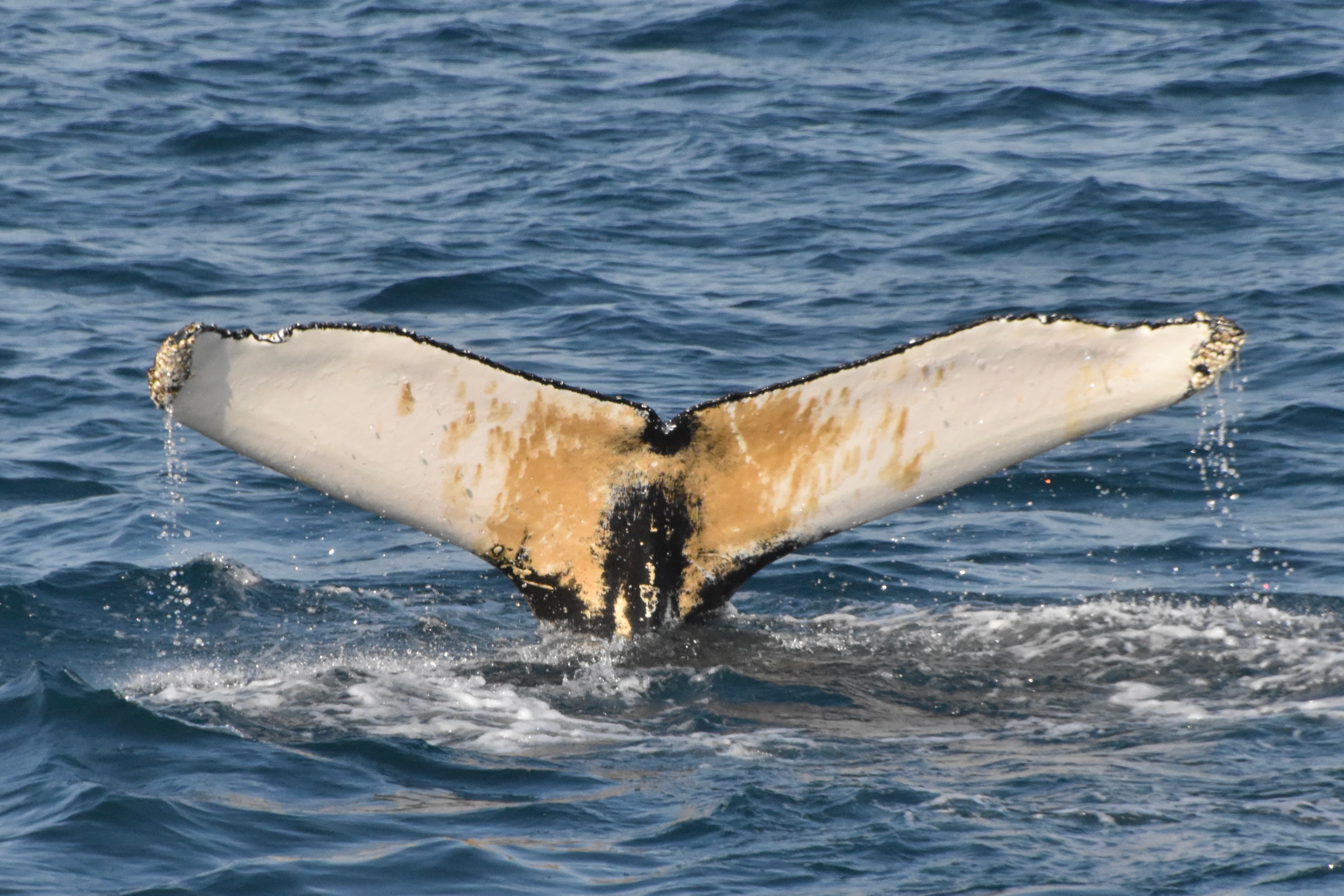 Whales & Lava Show - photo 11