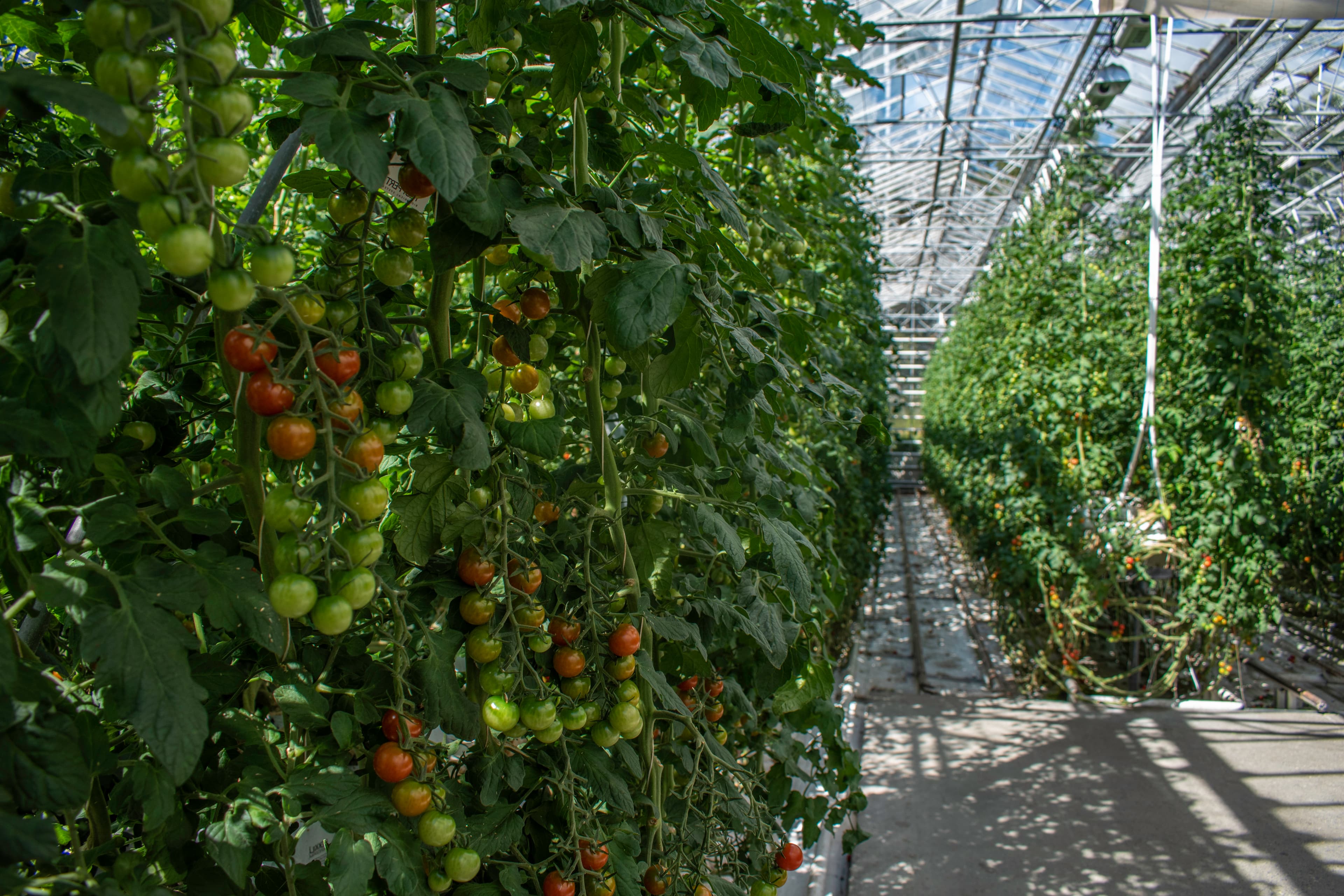 Private tour: Golden Circle and Farm Lunch in Minivan