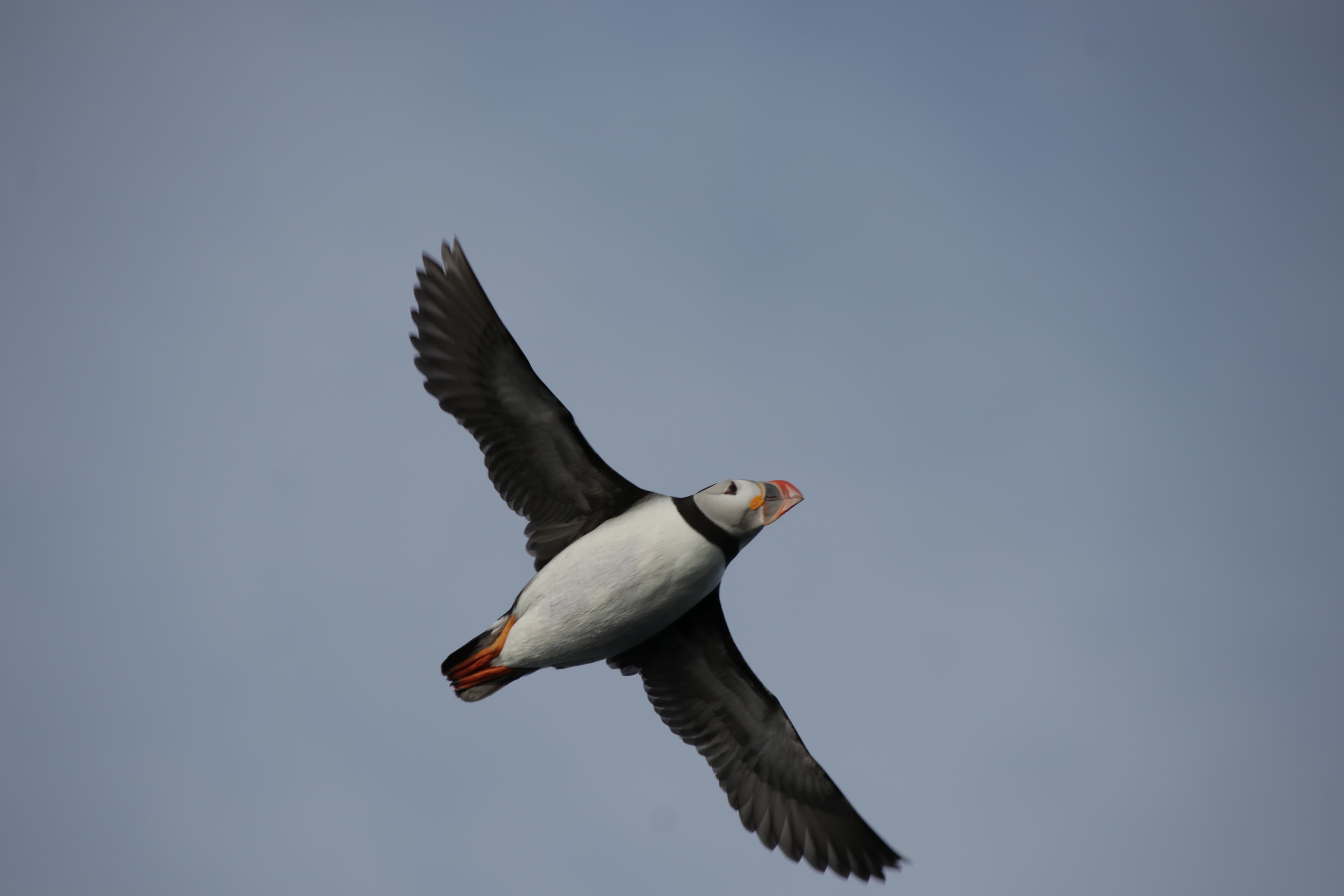 Puffins & People: A Reykjavik City & Boat Adventure - photo 10