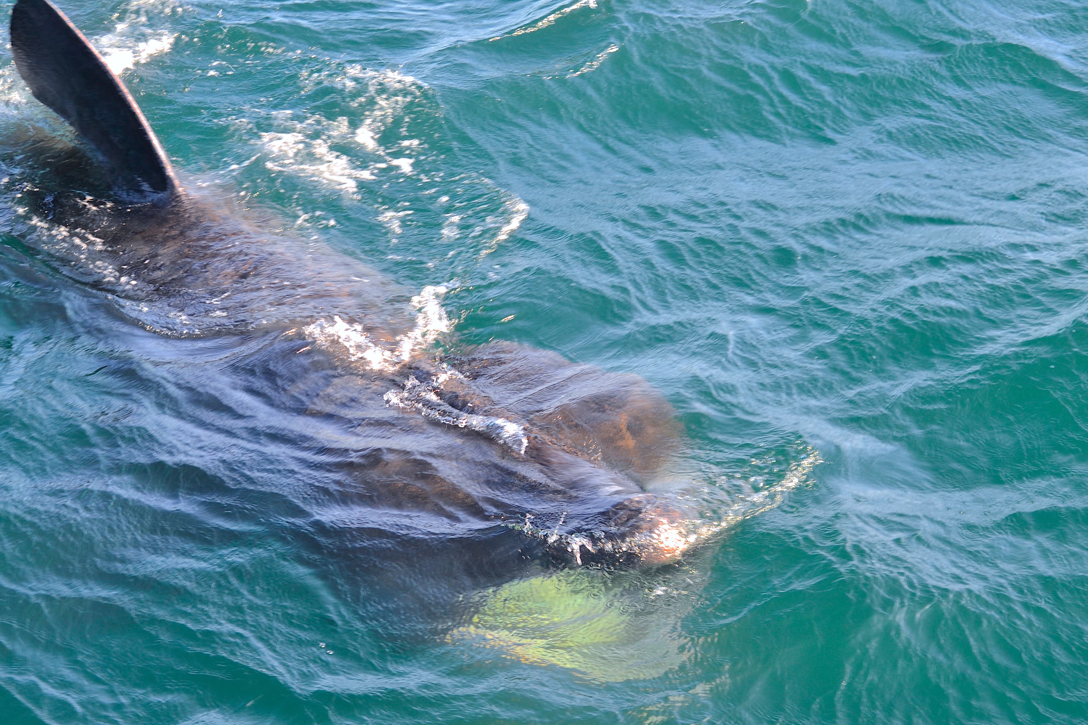 Reykjavík Classic Whale Watching without pickup - photo 17