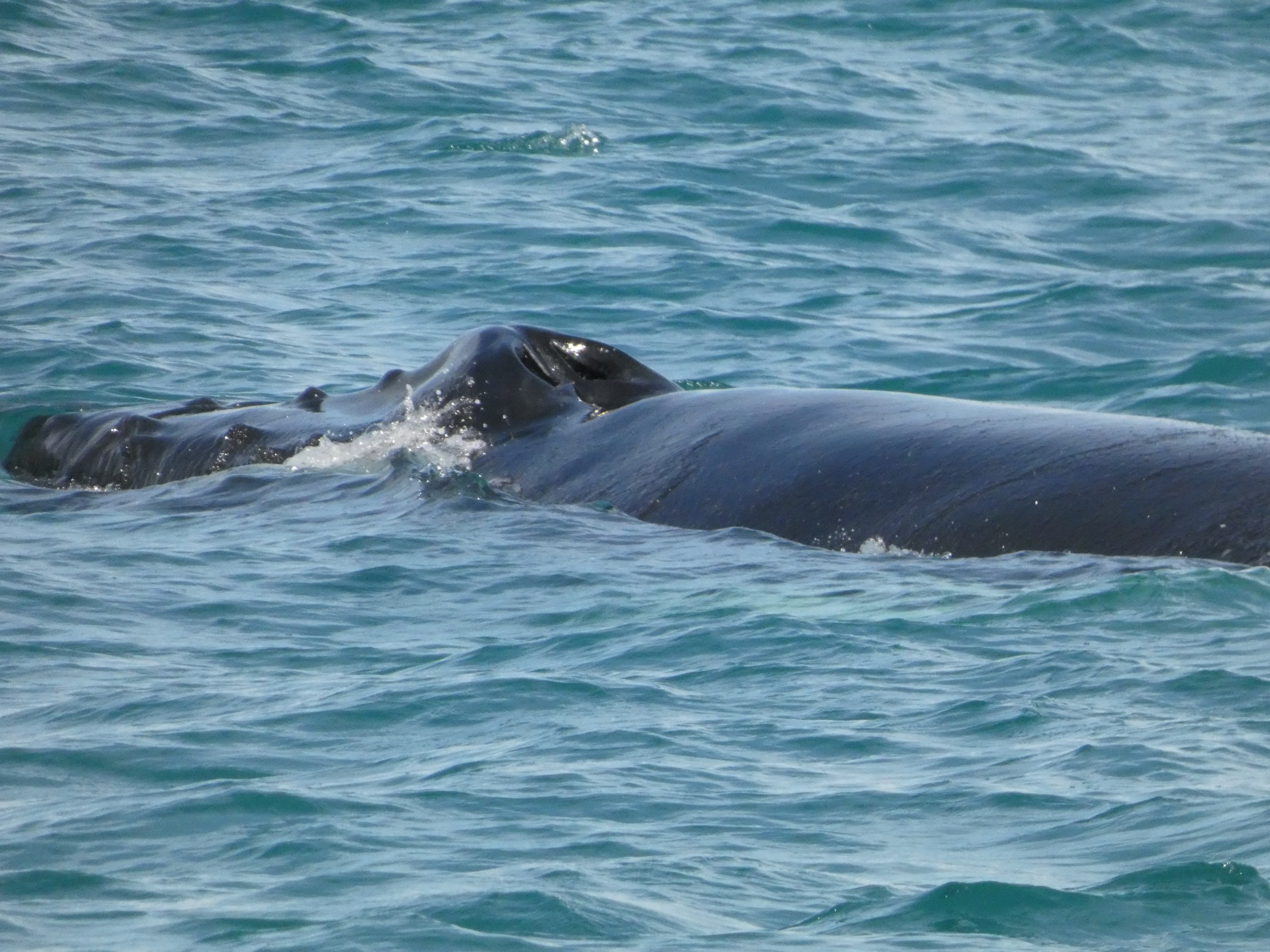 Whale Watching Excursion from Reykjavik & Whales of Iceland Exhibition: Explore the Sea's Giants - photo 16