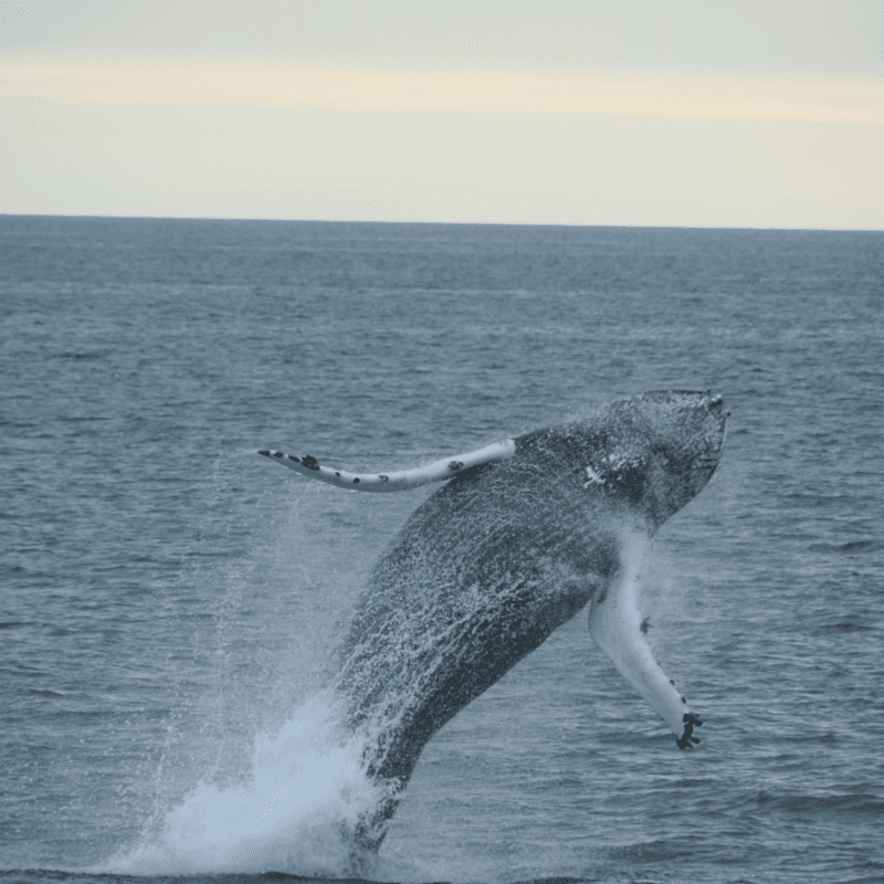 Whales & Puffins - photo 10