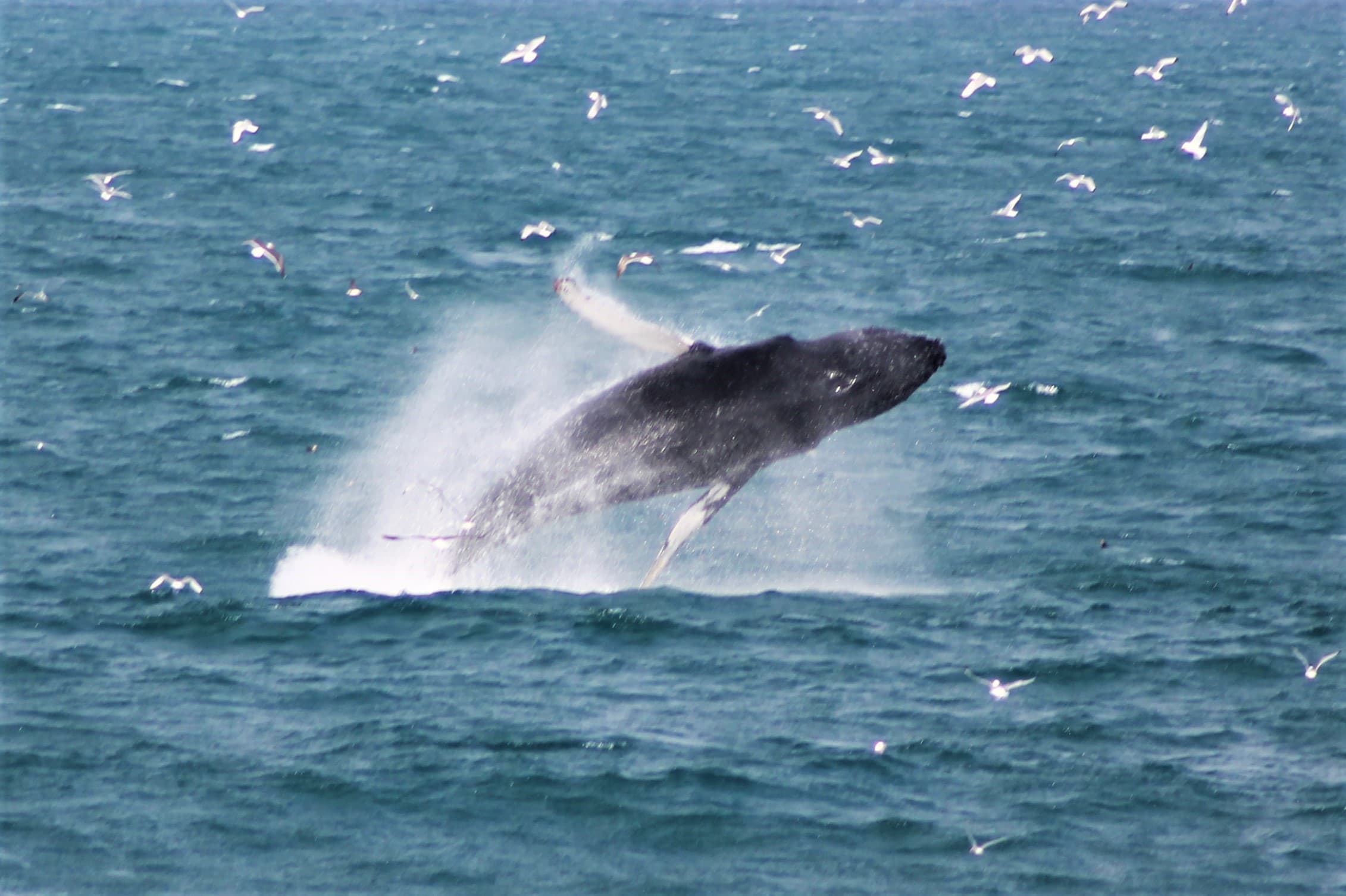 Whale Watching & Lava Show Reykjavik: Nature's Breathtaking Spectacle - photo 9