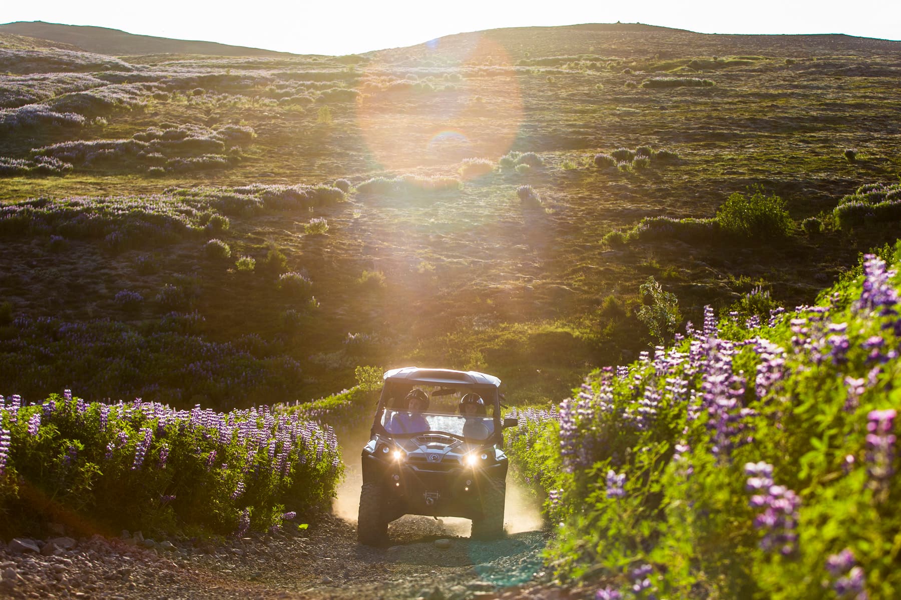 Reykjavík Whales & Buggy - photo 3
