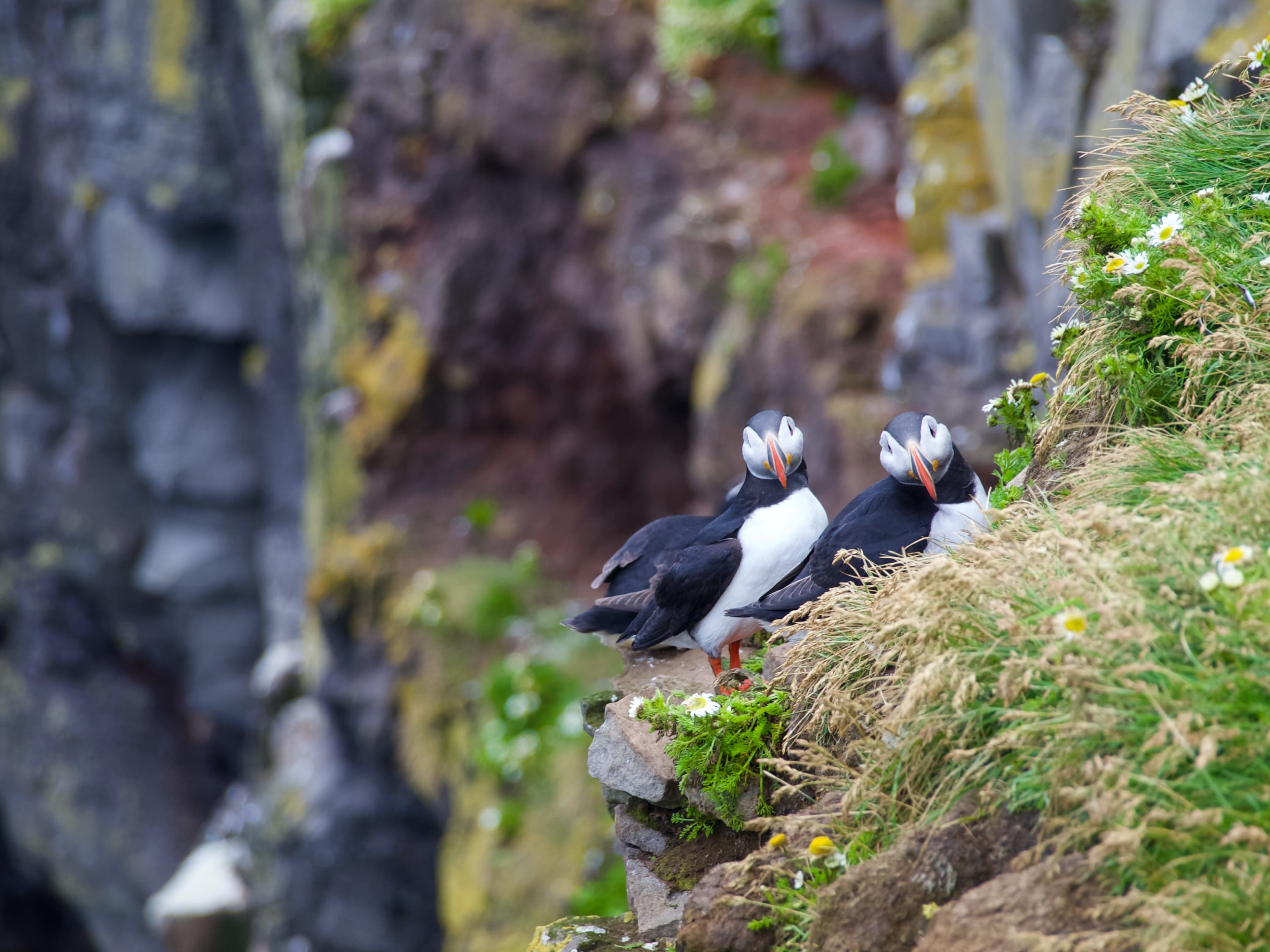 Puffins & People: A Reykjavik City & Boat Adventure - photo 9