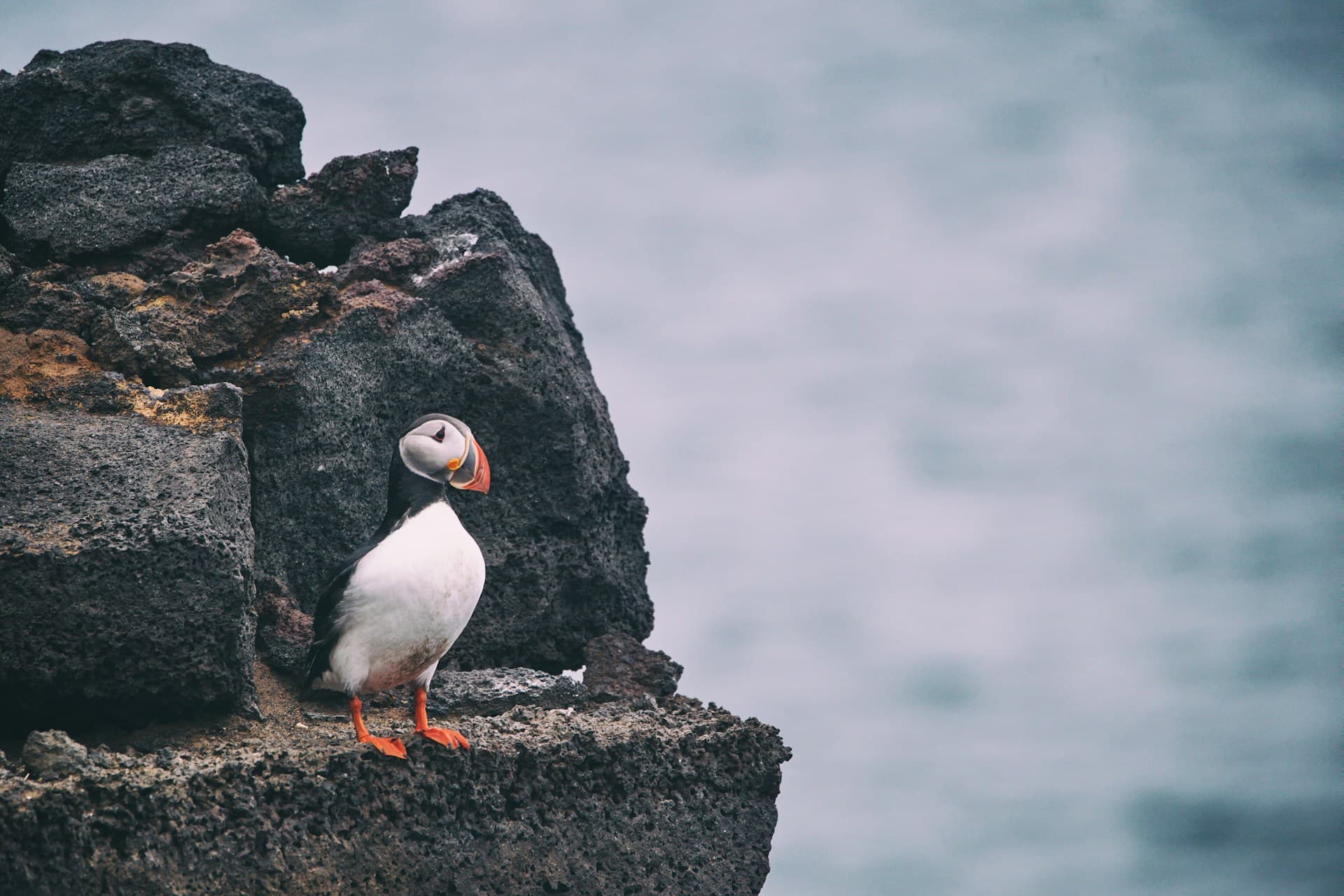 Iceland: Private Westman Islands - Volcano, Wildlife & Scenic Views - photo 12