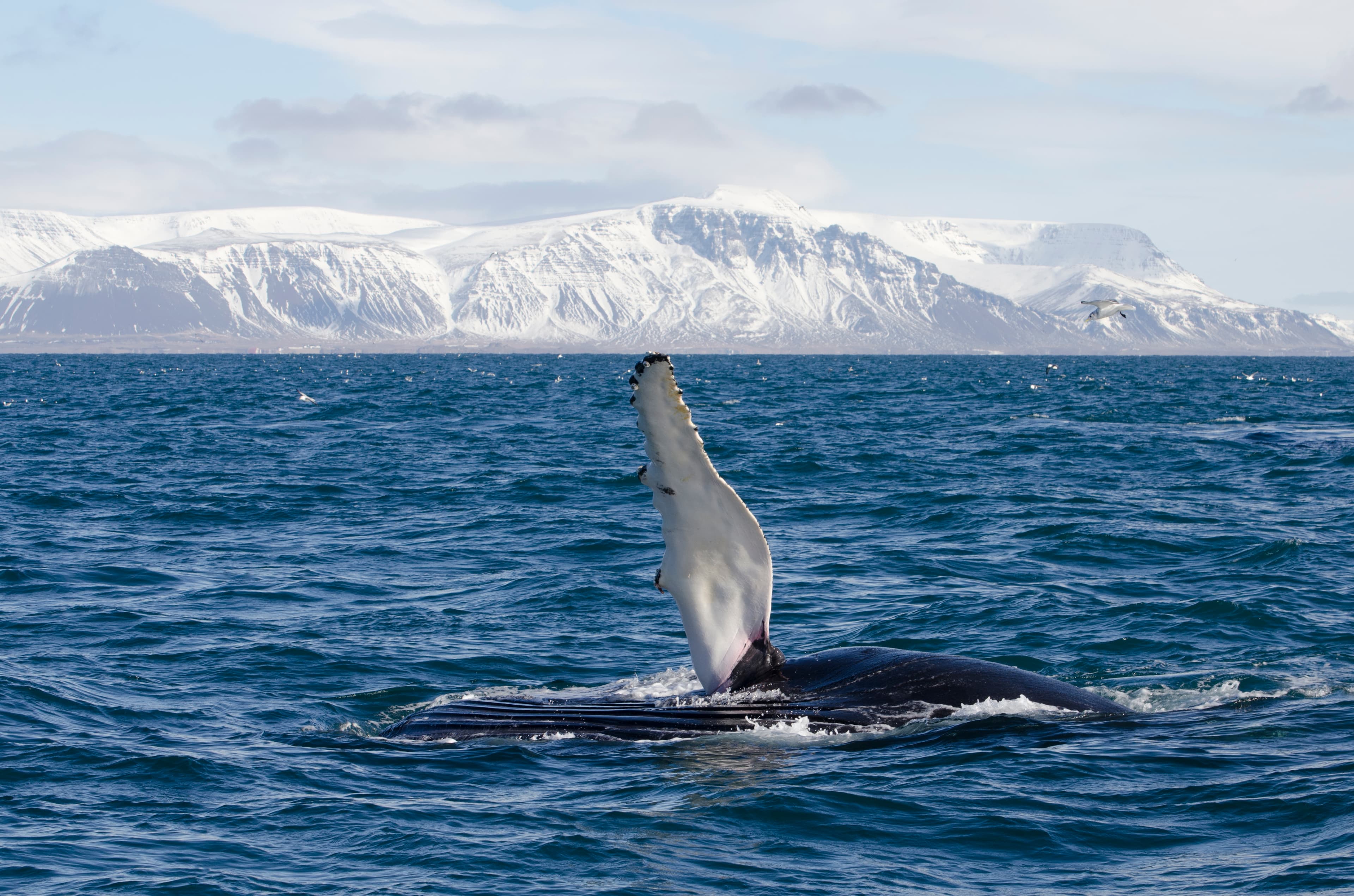 Goðafoss Waterfall & Whale Watching Tour from Akureyri
