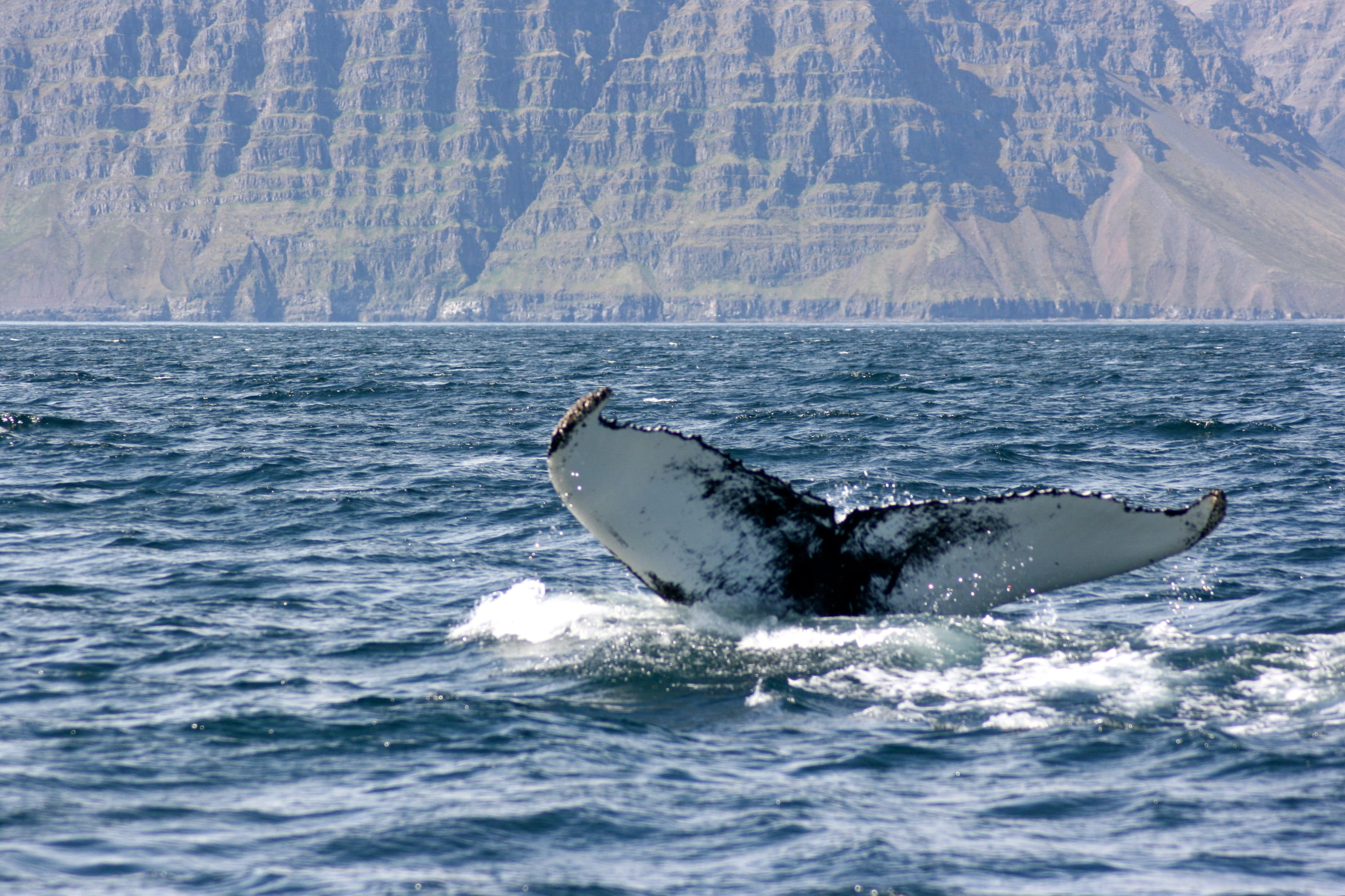 Express Whale Watching From Dalvík - photo 9