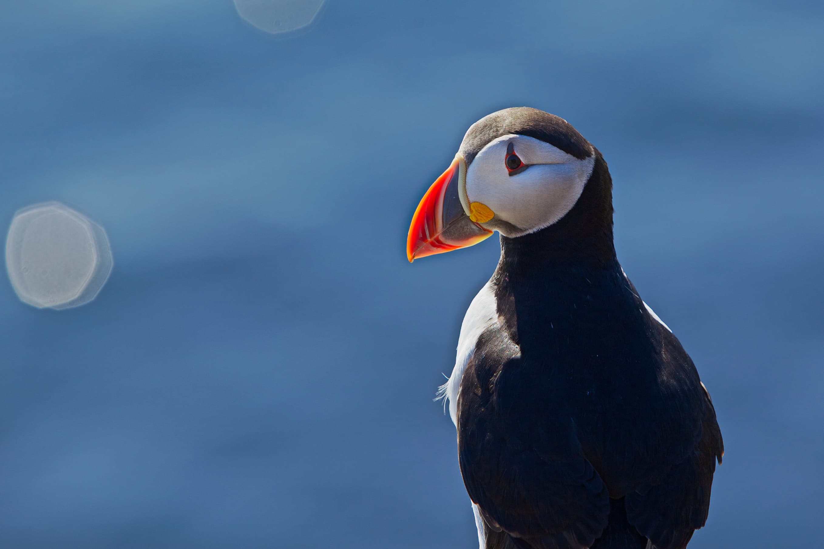 Puffin Express - photo 10