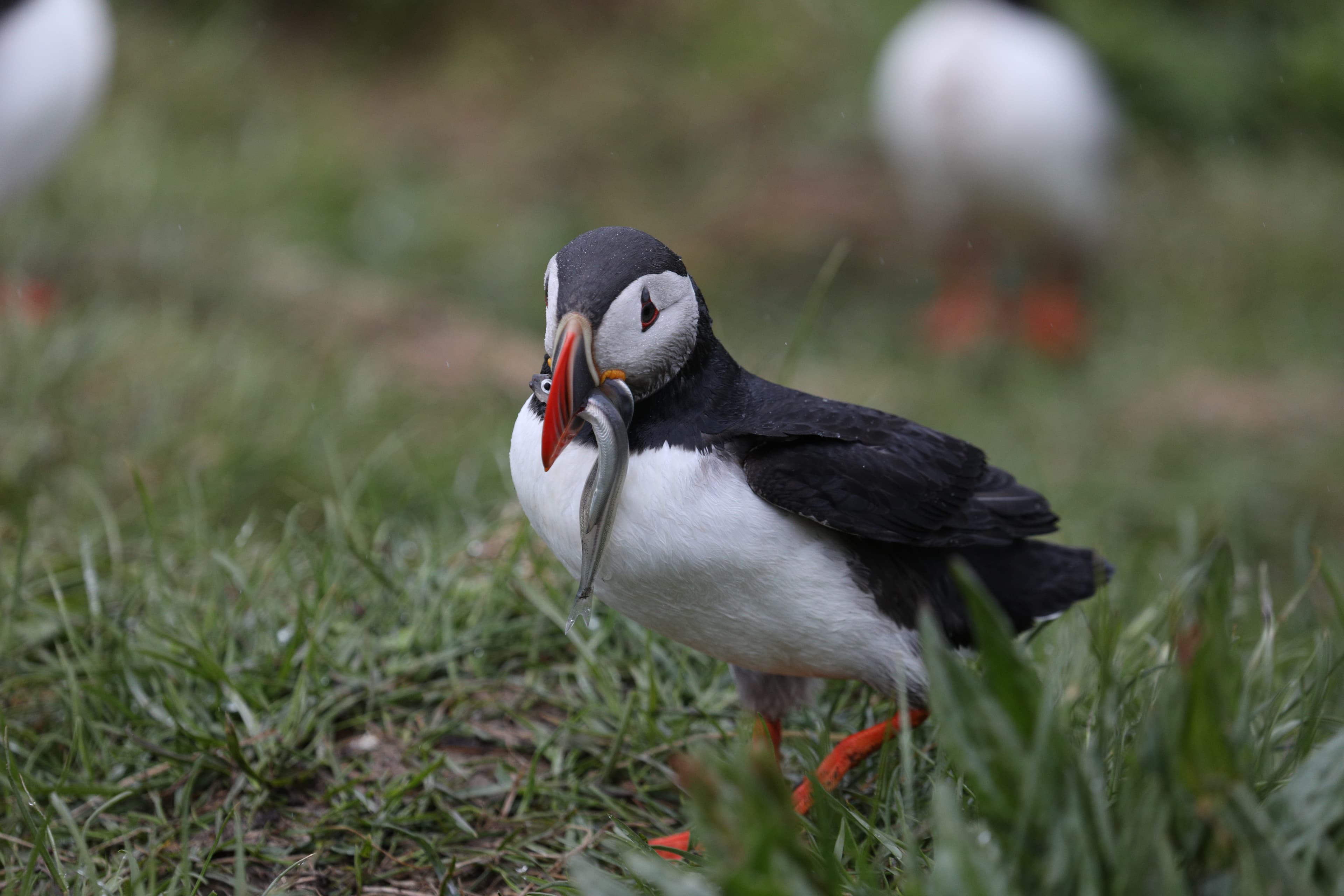 Private Super Jeep with driver guide - photo 15