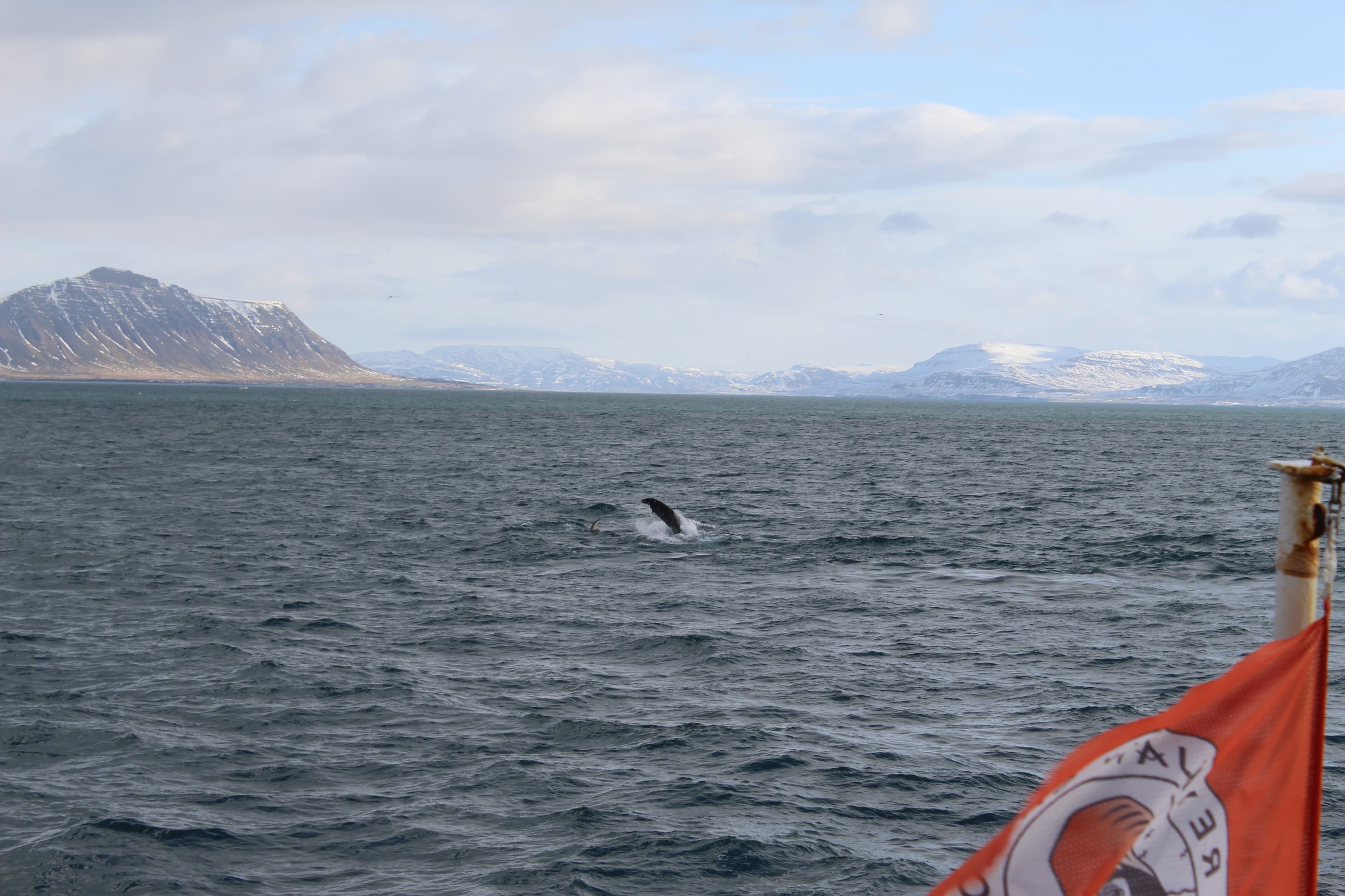 Whale Watching Excursion from Reykjavik & Whales of Iceland Exhibition: Explore the Sea's Giants - photo 77