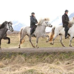 Horse Riding Tour and Explore Scenery in Gásir Akureyri - photo 3