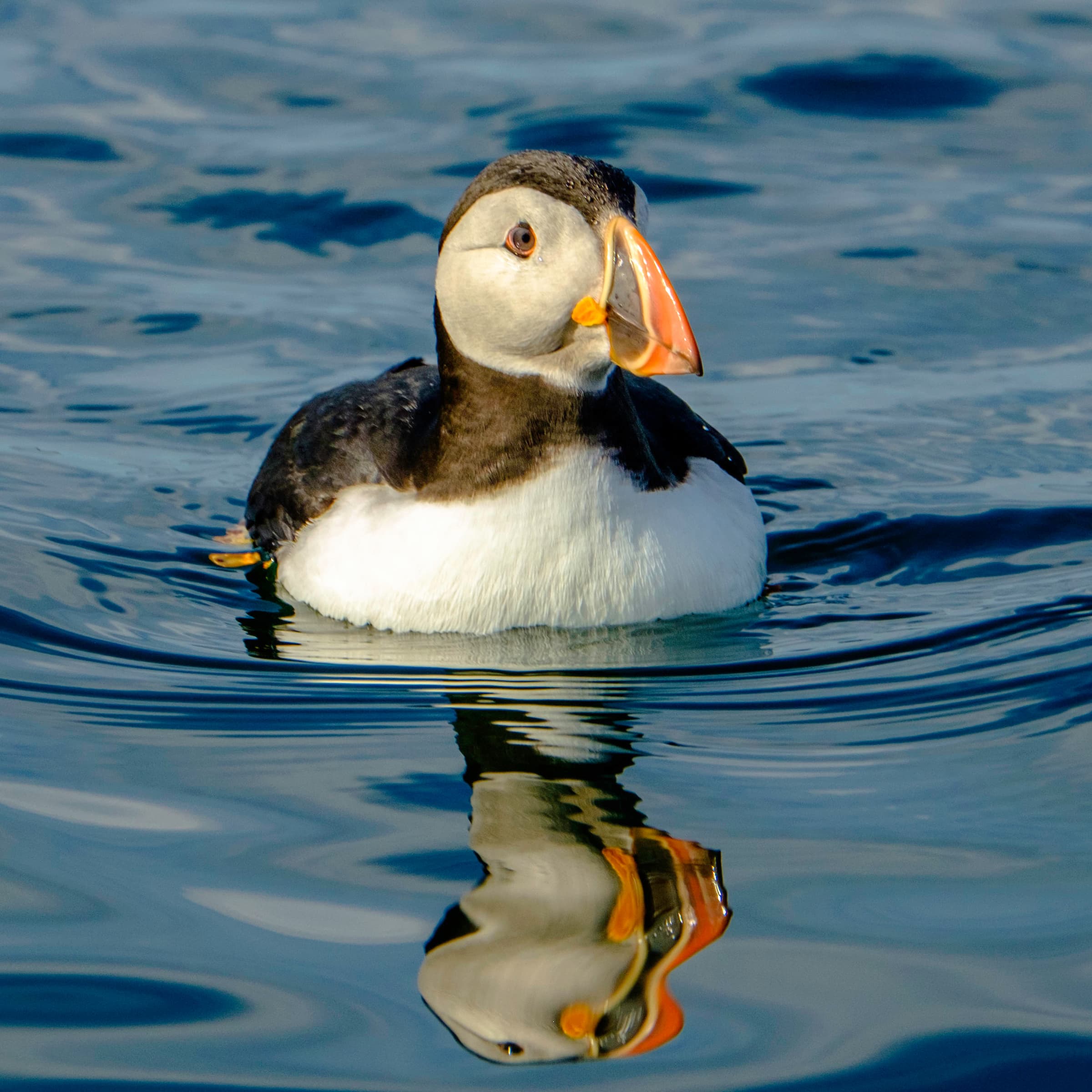 Reykjavík Premium Puffin Watching - photo 18