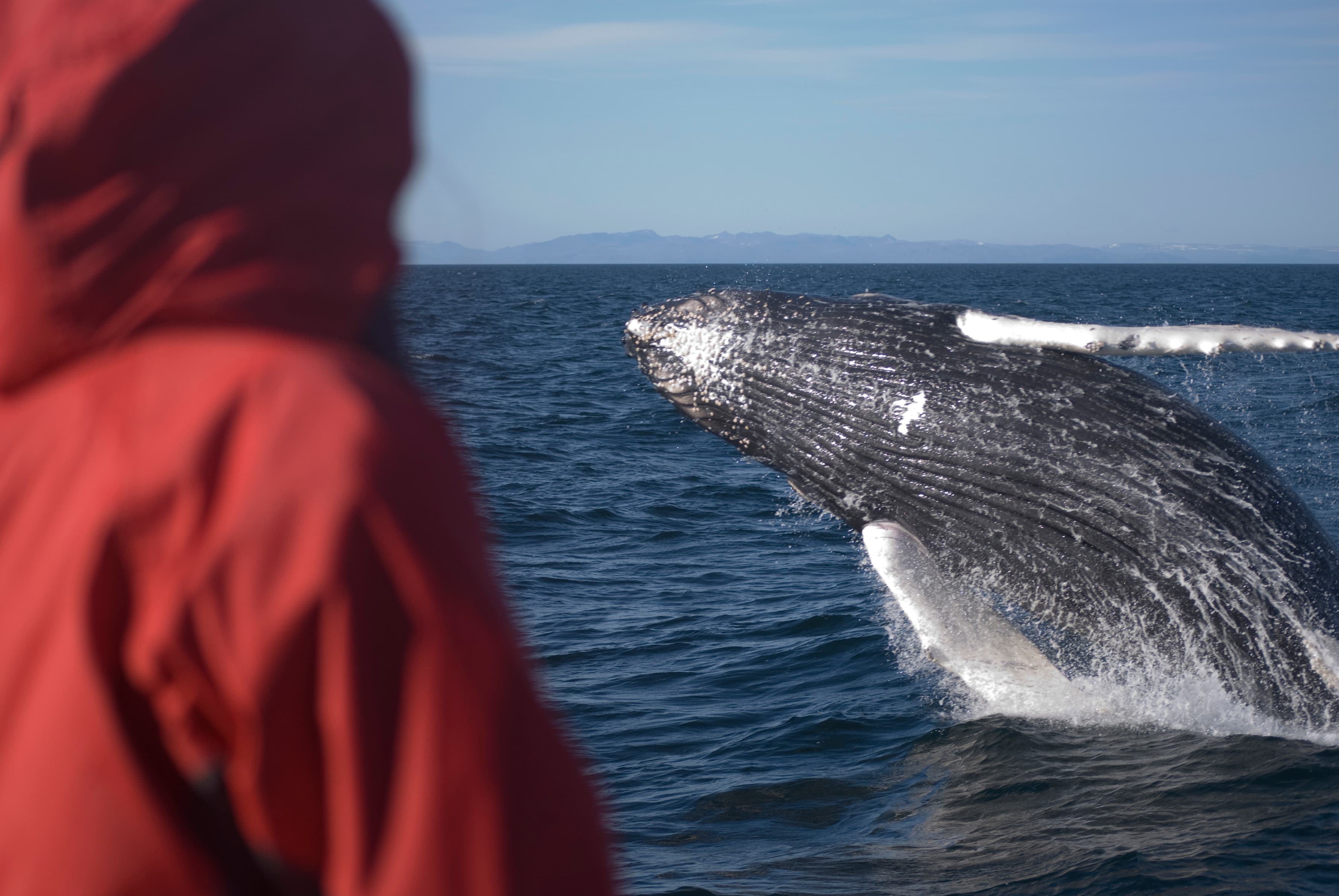 Goðafoss Waterfall & Whale Watching Tour from Akureyri